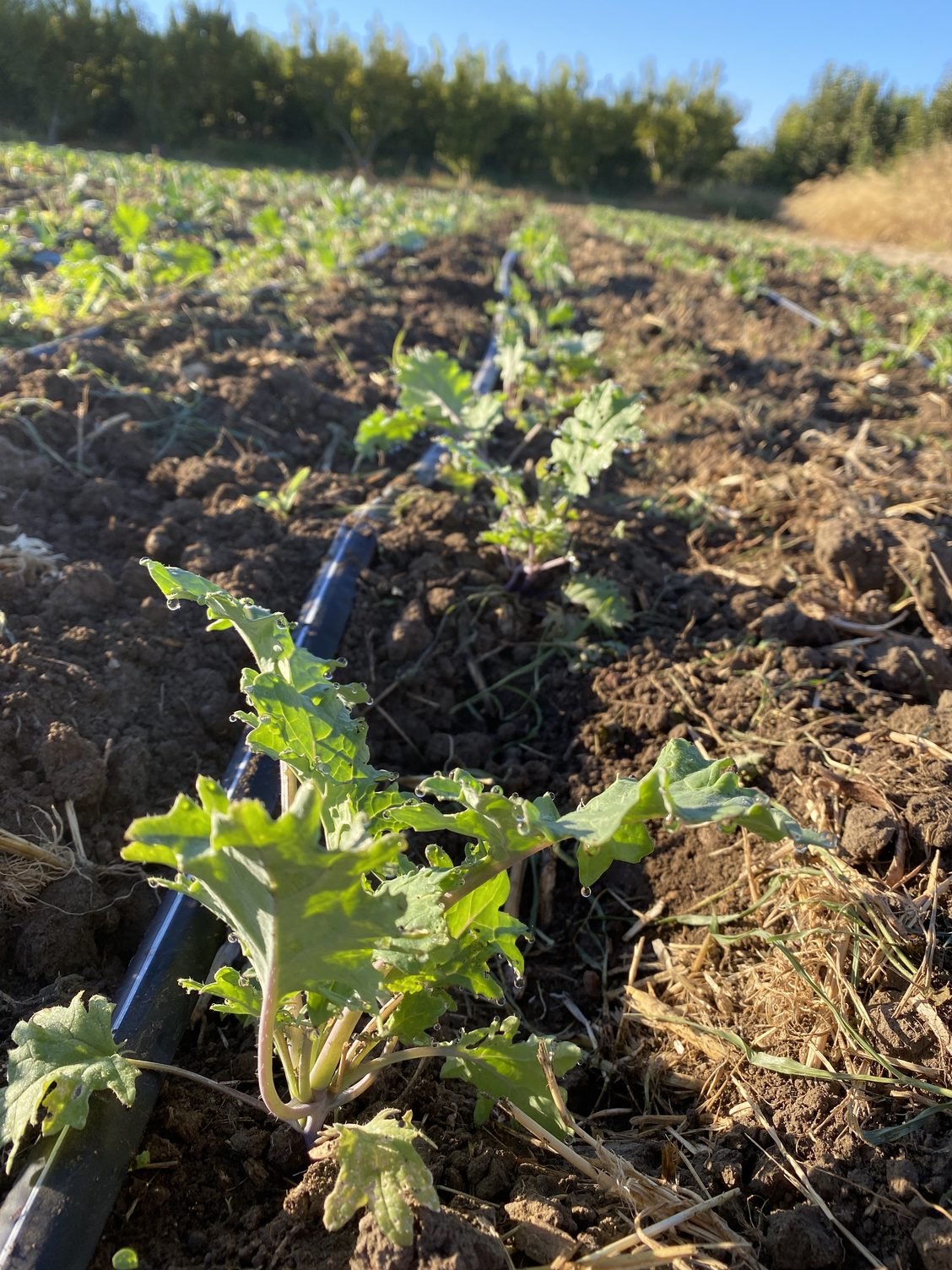Planting Carrots &amp; Bunching Greens are Looking Good!