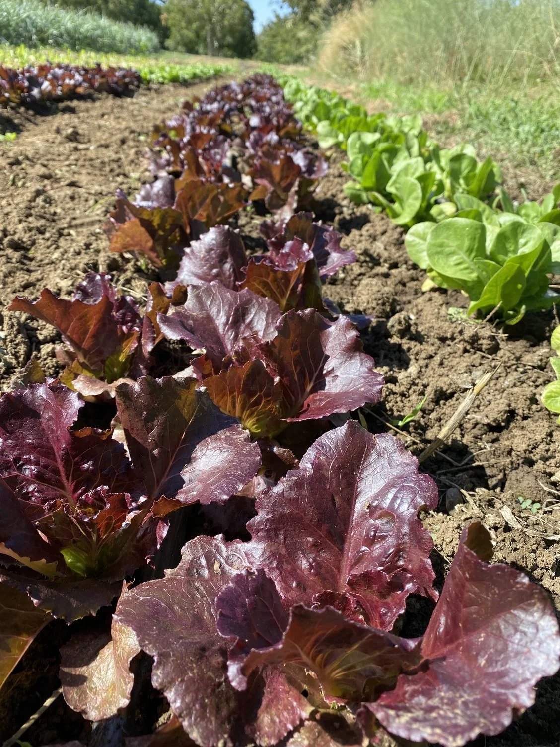Veggies bracing for heat wave