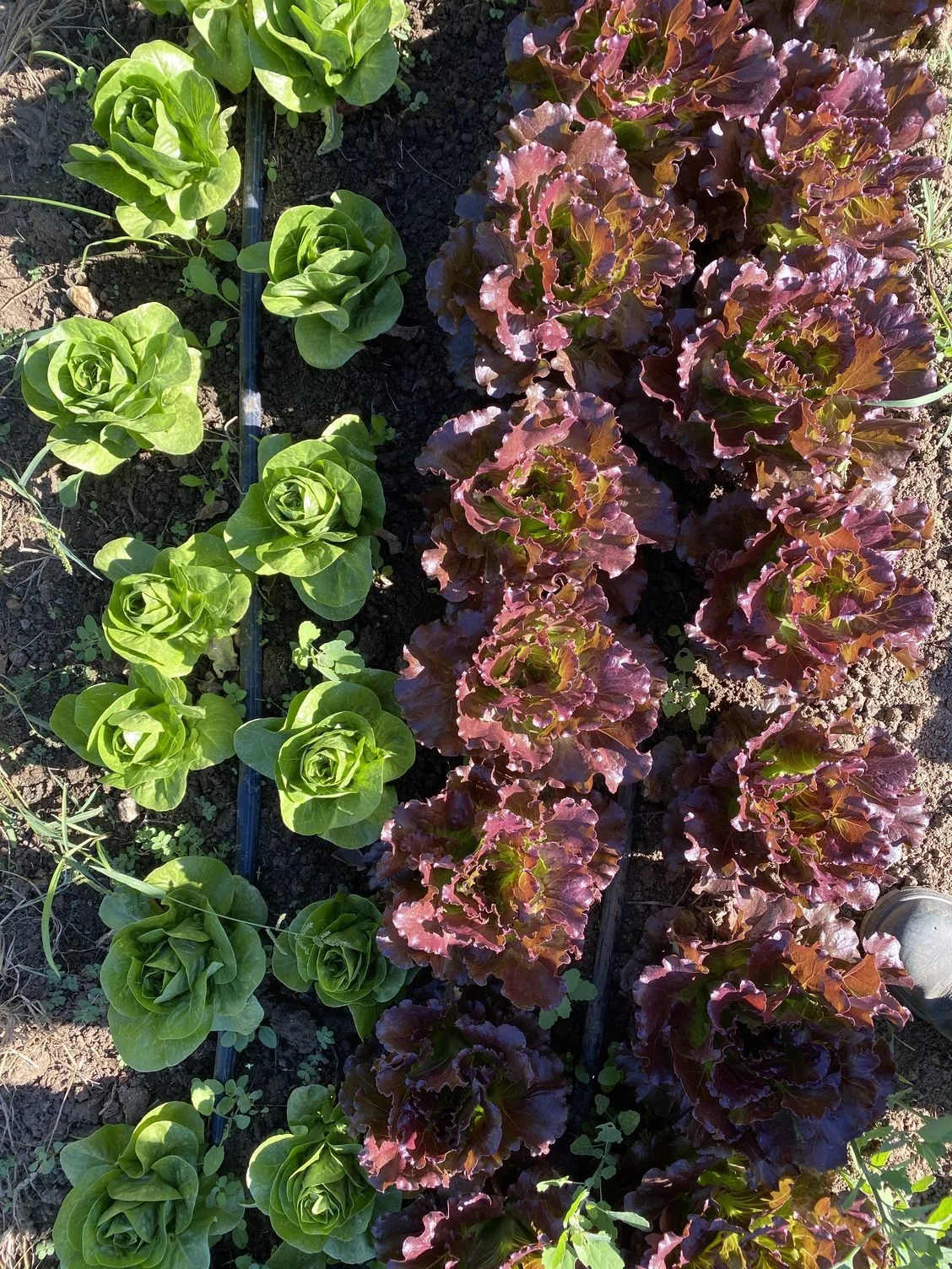 Lettuce Enjoy the Weather