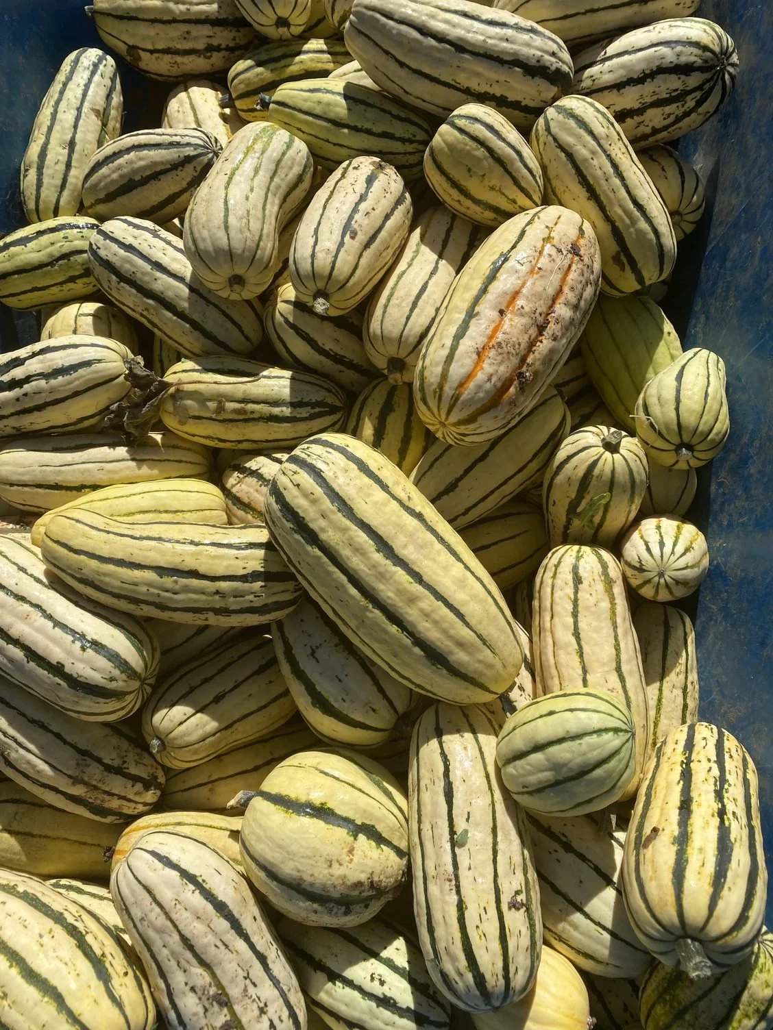 First winter squash of the season!!