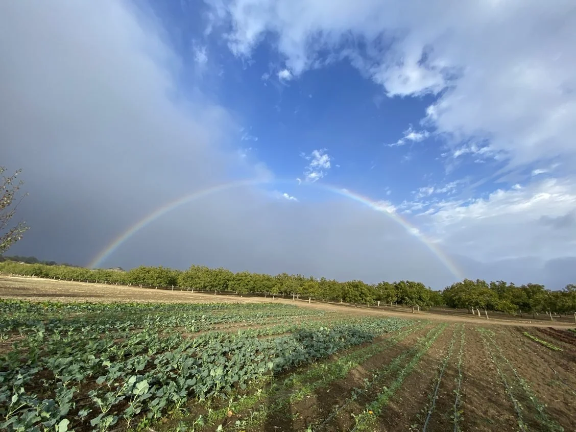 Feeding the soil and a sprinkle of rain