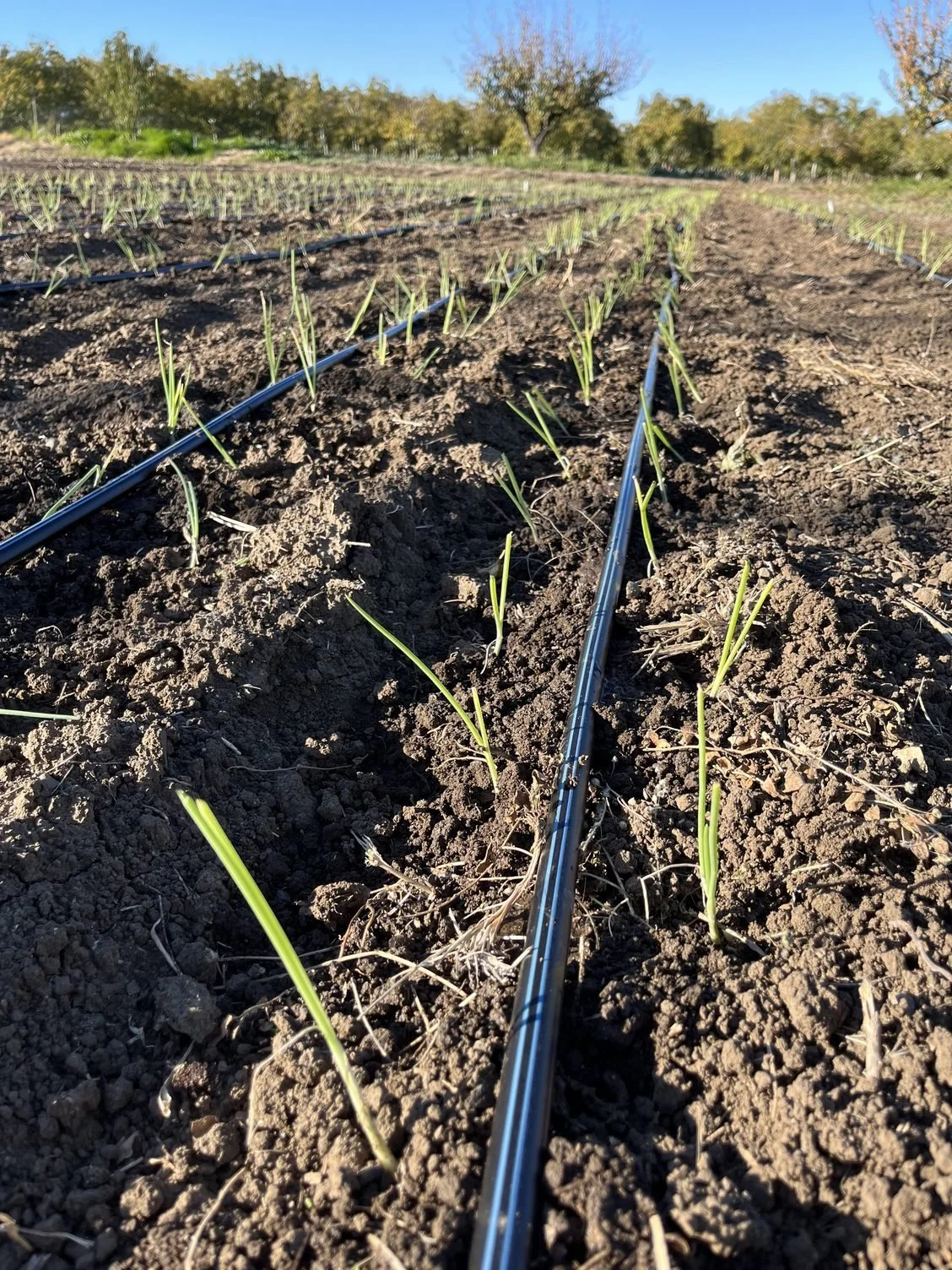 Last Big Planting of the Fall