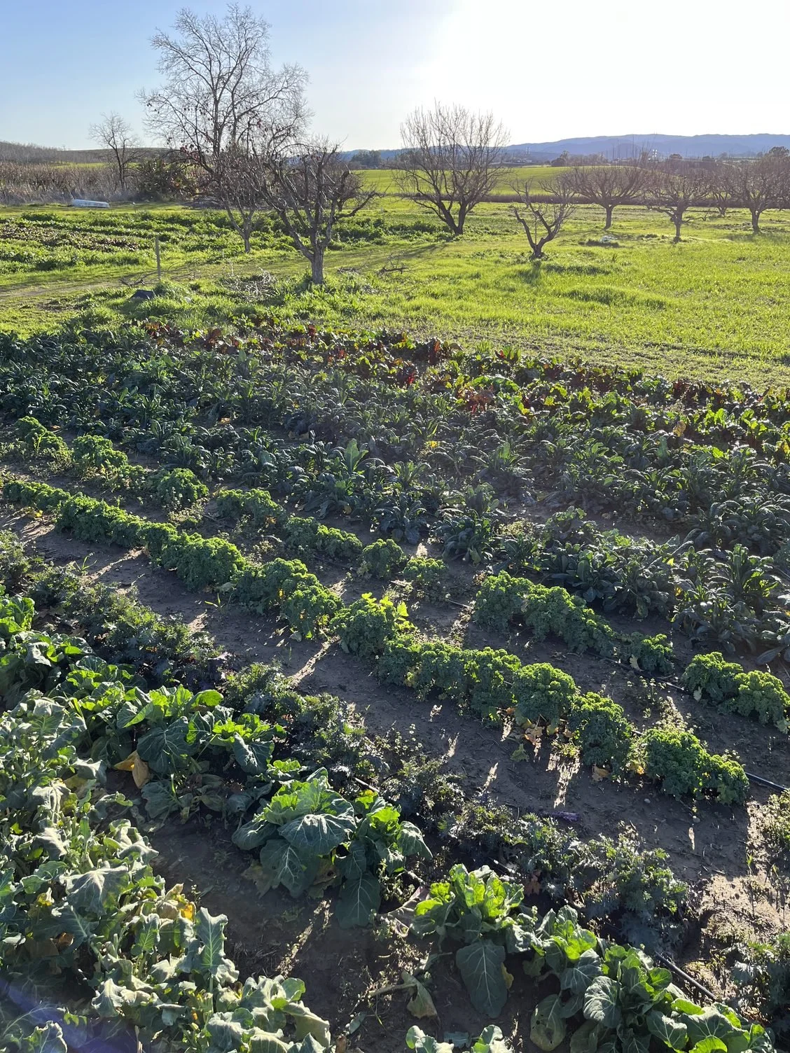 Sun-Kissed Plants and Soil