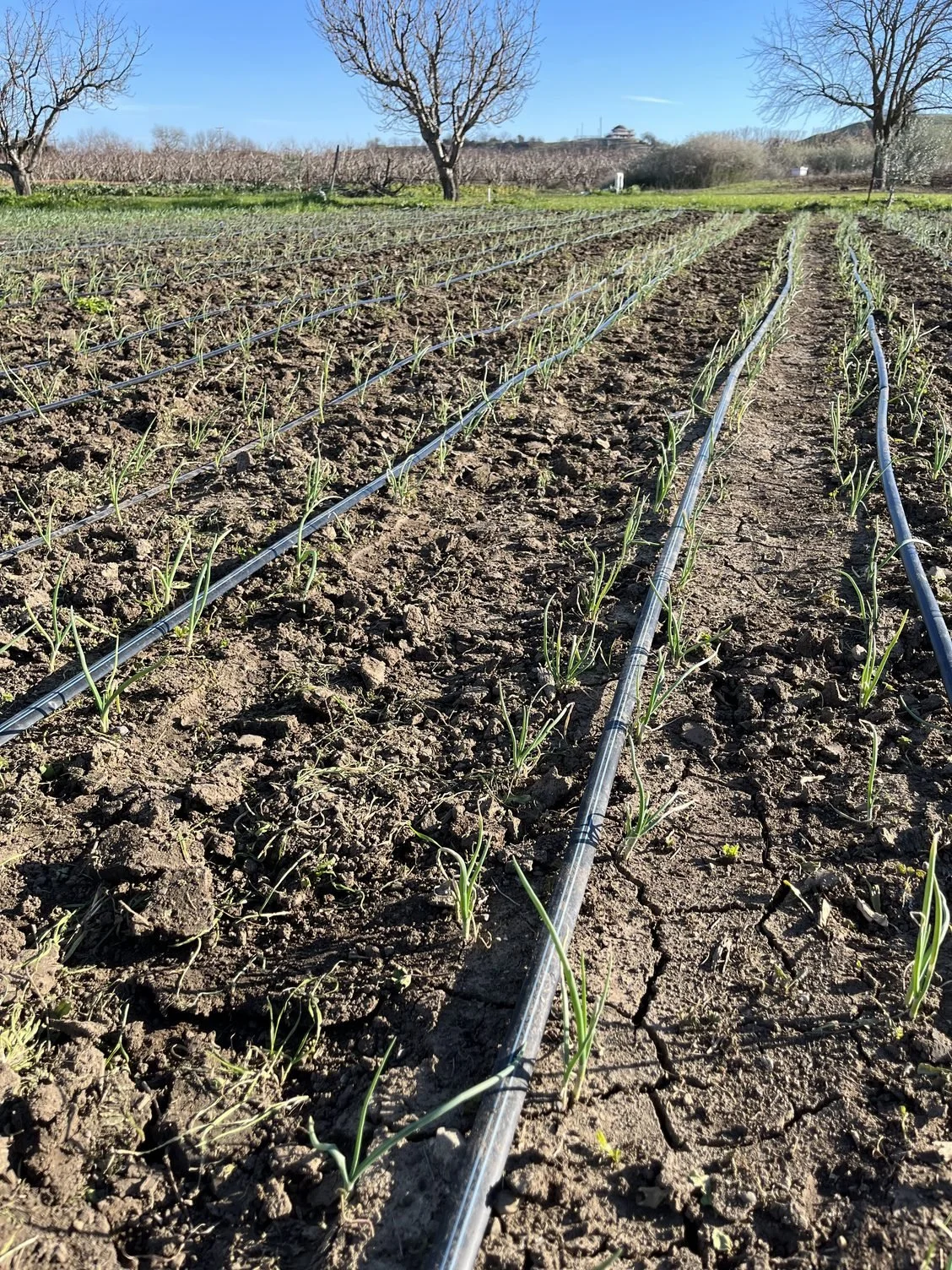 The sun is making think about summer