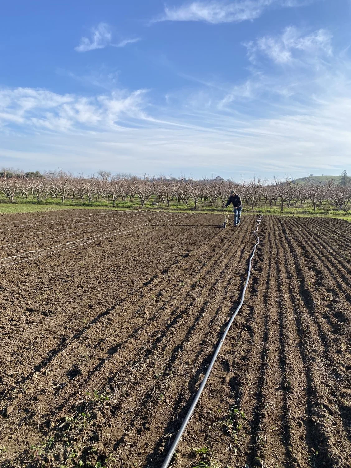 Seeding Extravaganza  &amp; Back at Market!!