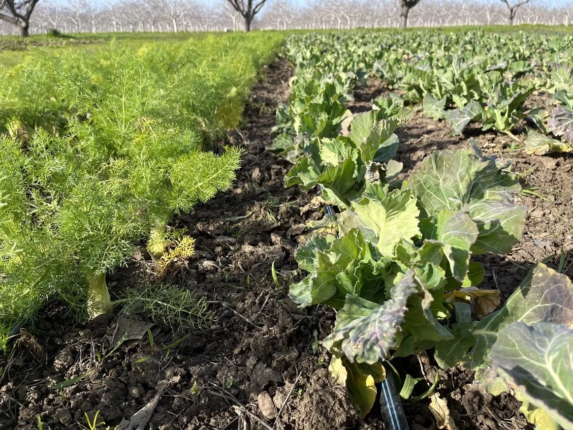 Watching plants grow!!