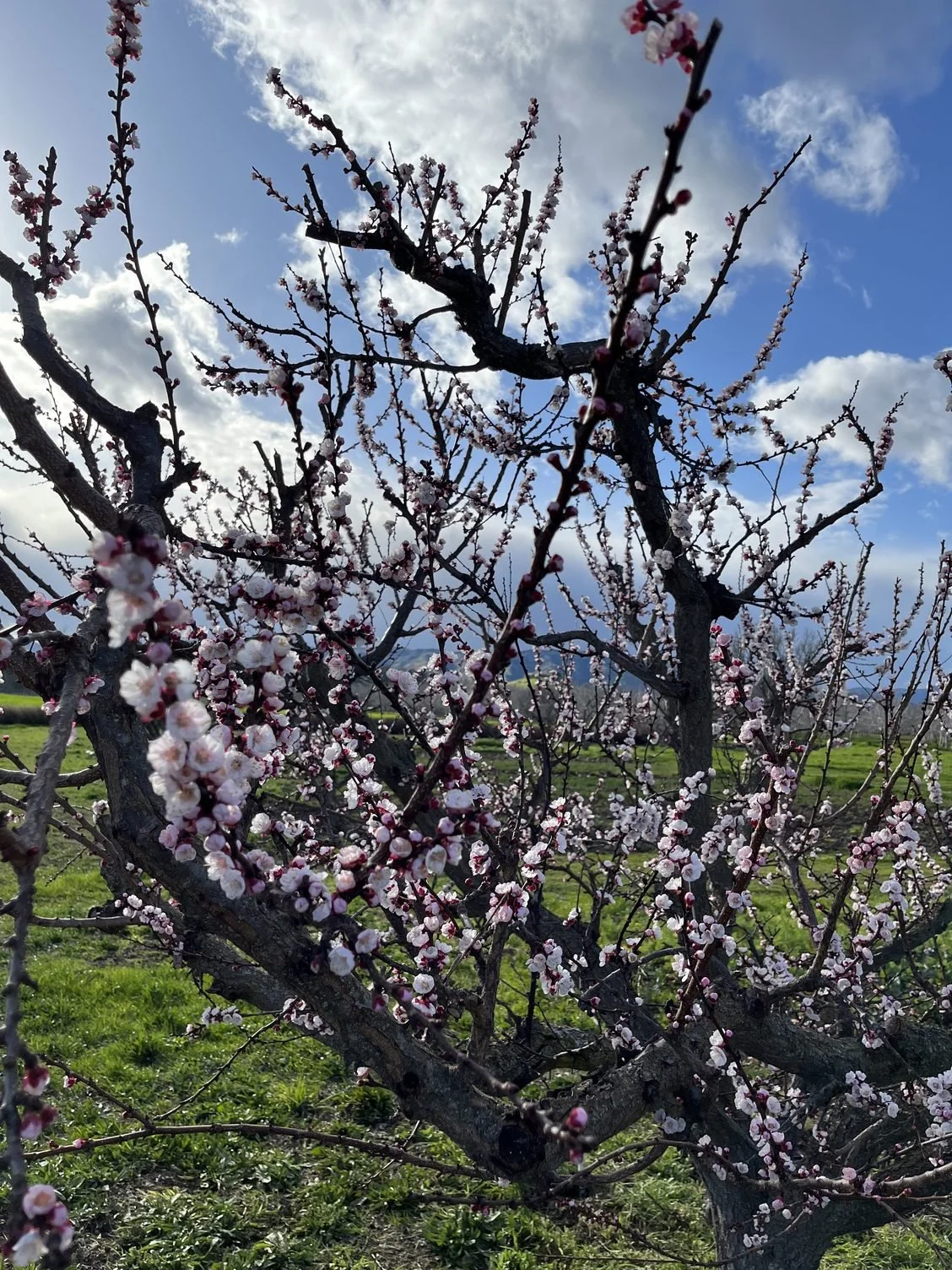 The first signs           of spring!