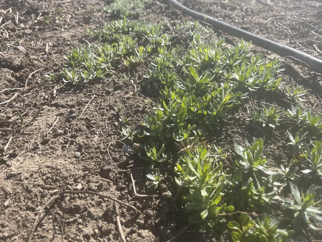 Looking forward to harvesting our herbs!