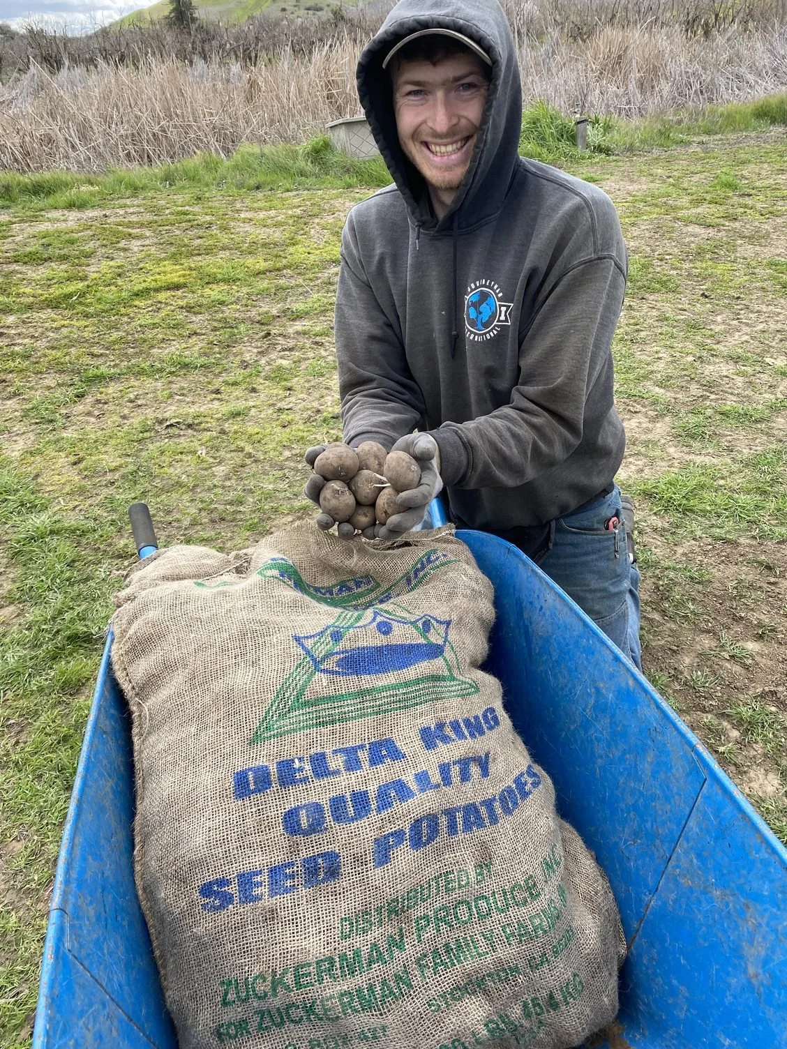 Planting Potatoes Before the Rain