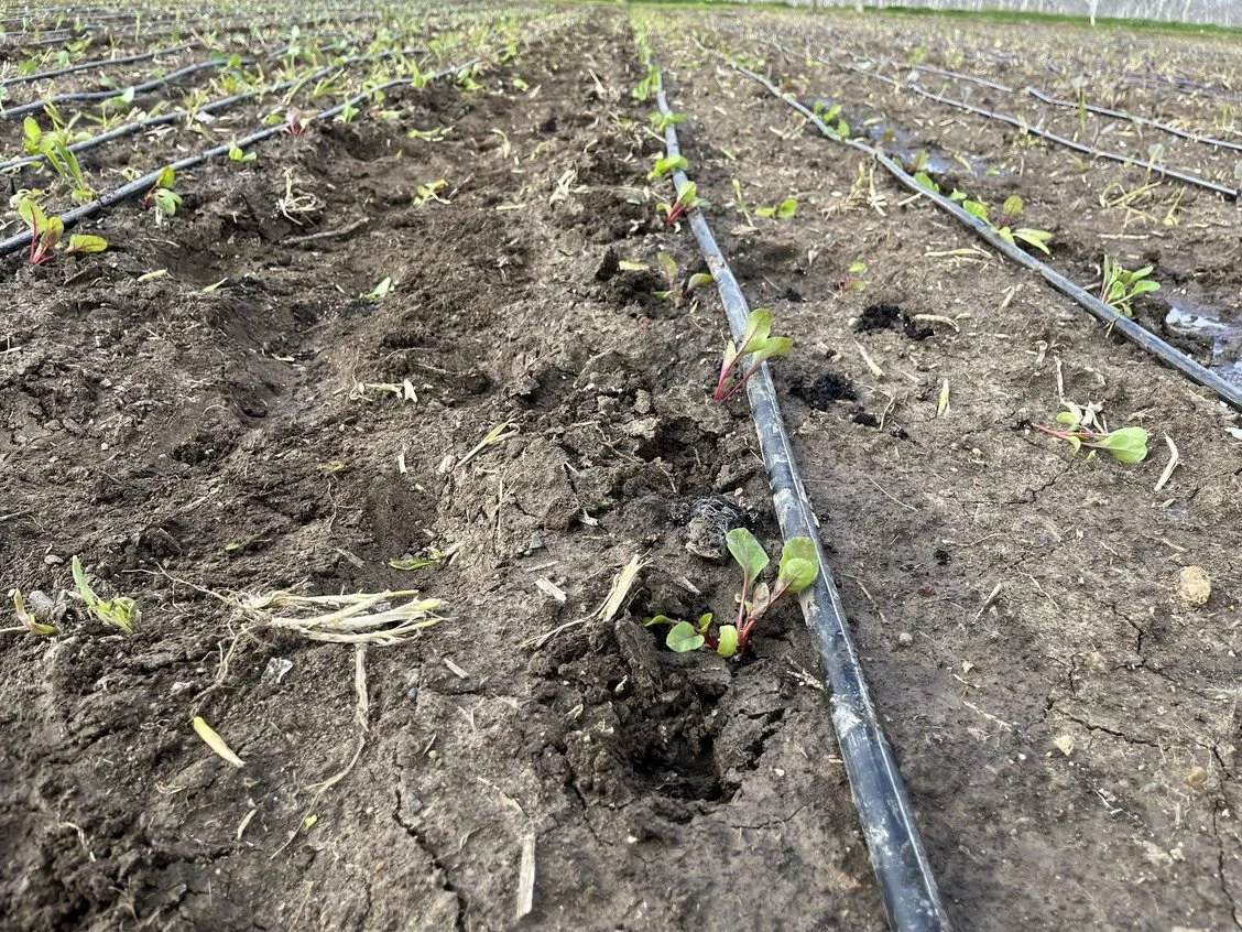 Slightly muddy planting