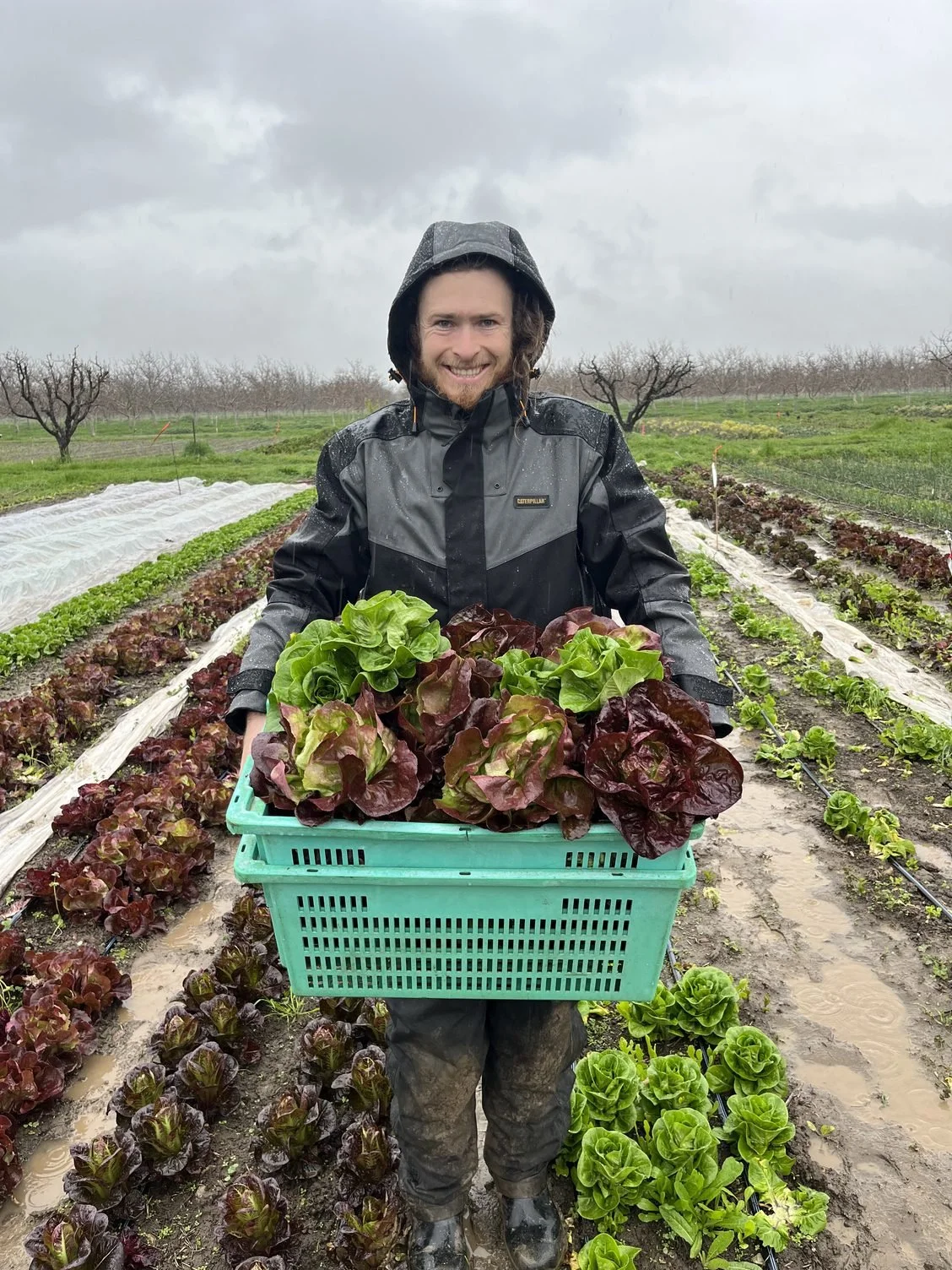 So much lettuce to harvest