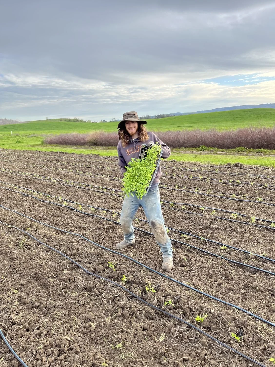 First tomatoes planted in the ground