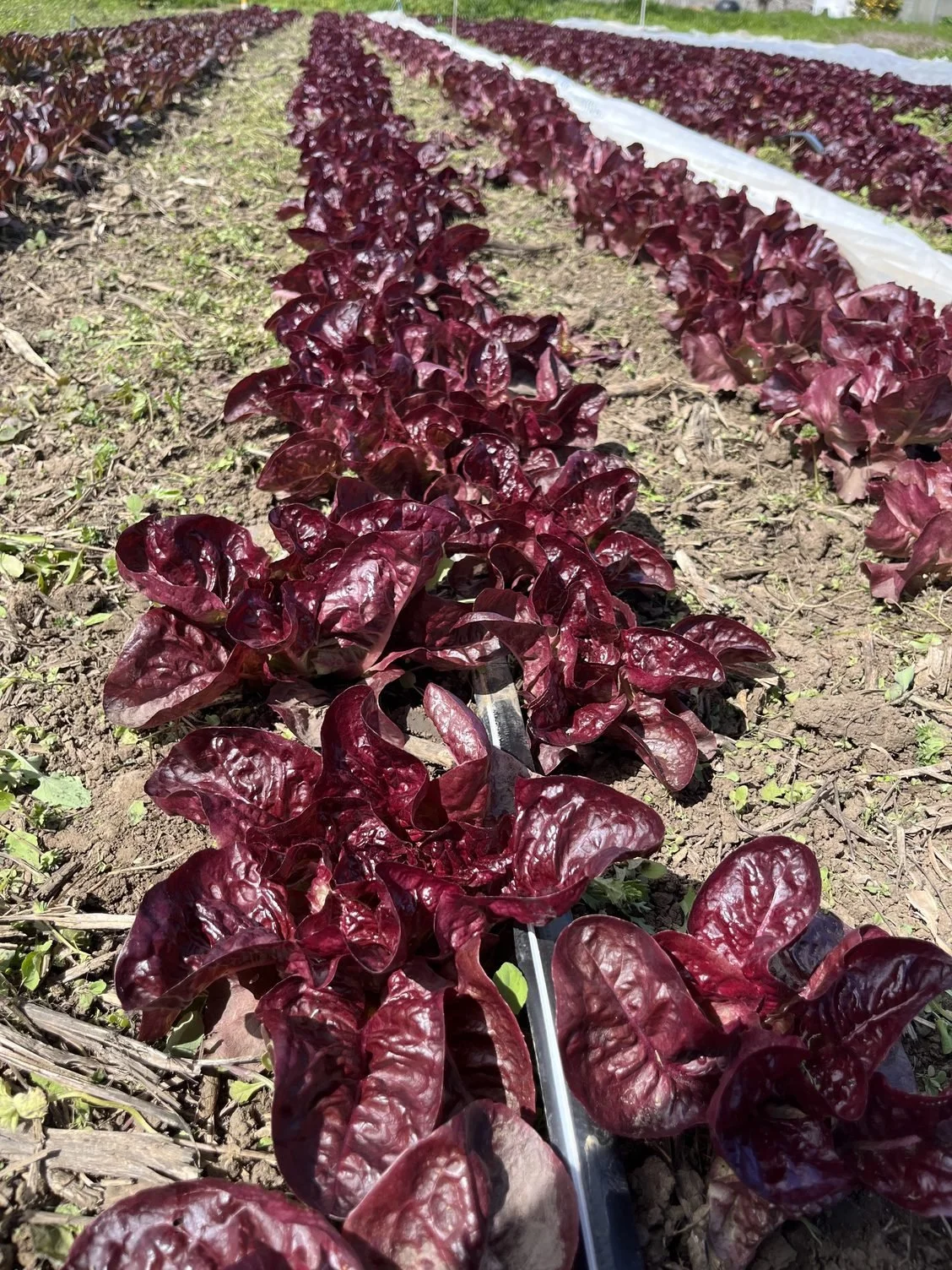 Getting into  the weeds