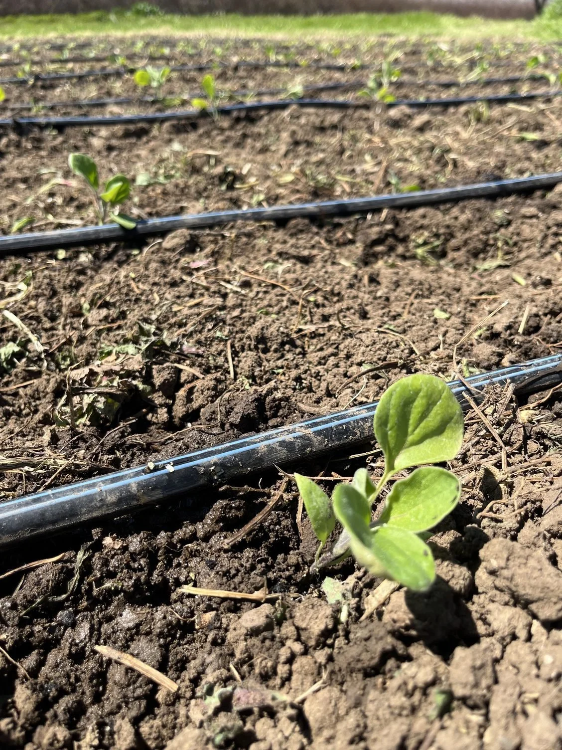 Many More Summer Crops Planted