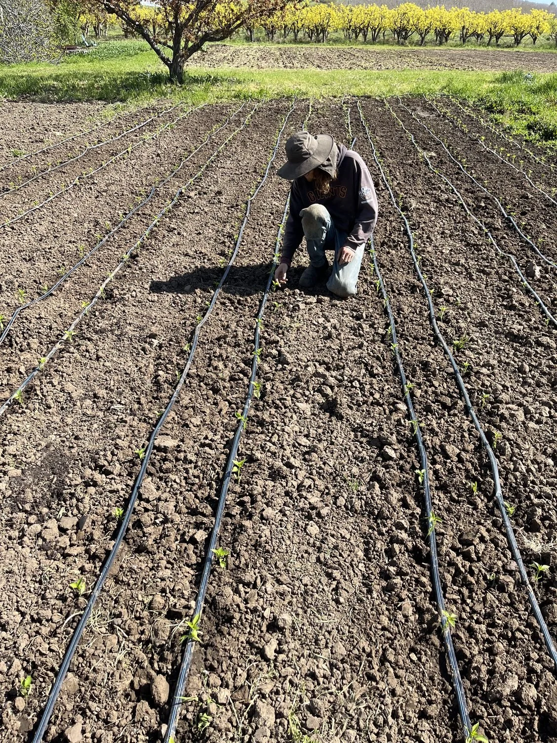 One planting of every summer crop is in the ground