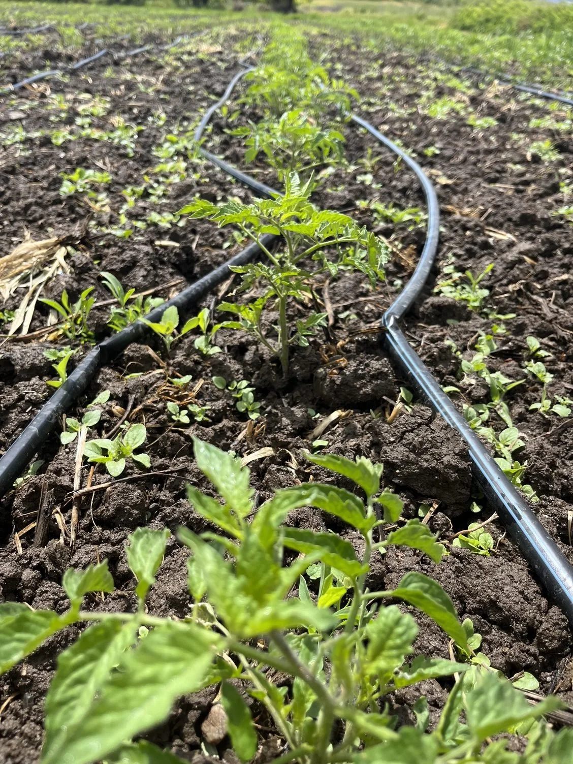 A Week of Wacky Weather