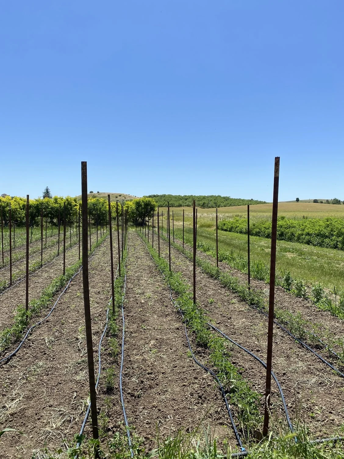 Staking Tomatoes and first summer crops coming soon