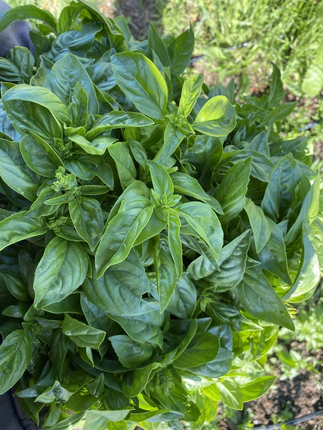 Starting to harvest basil, more tomatoes planted