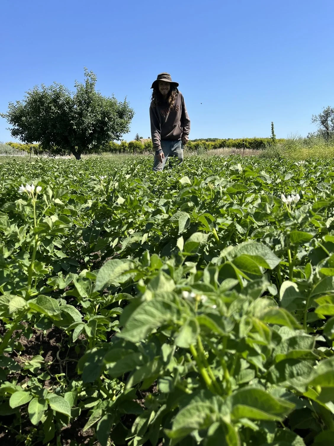 First potatoes of the season!!!