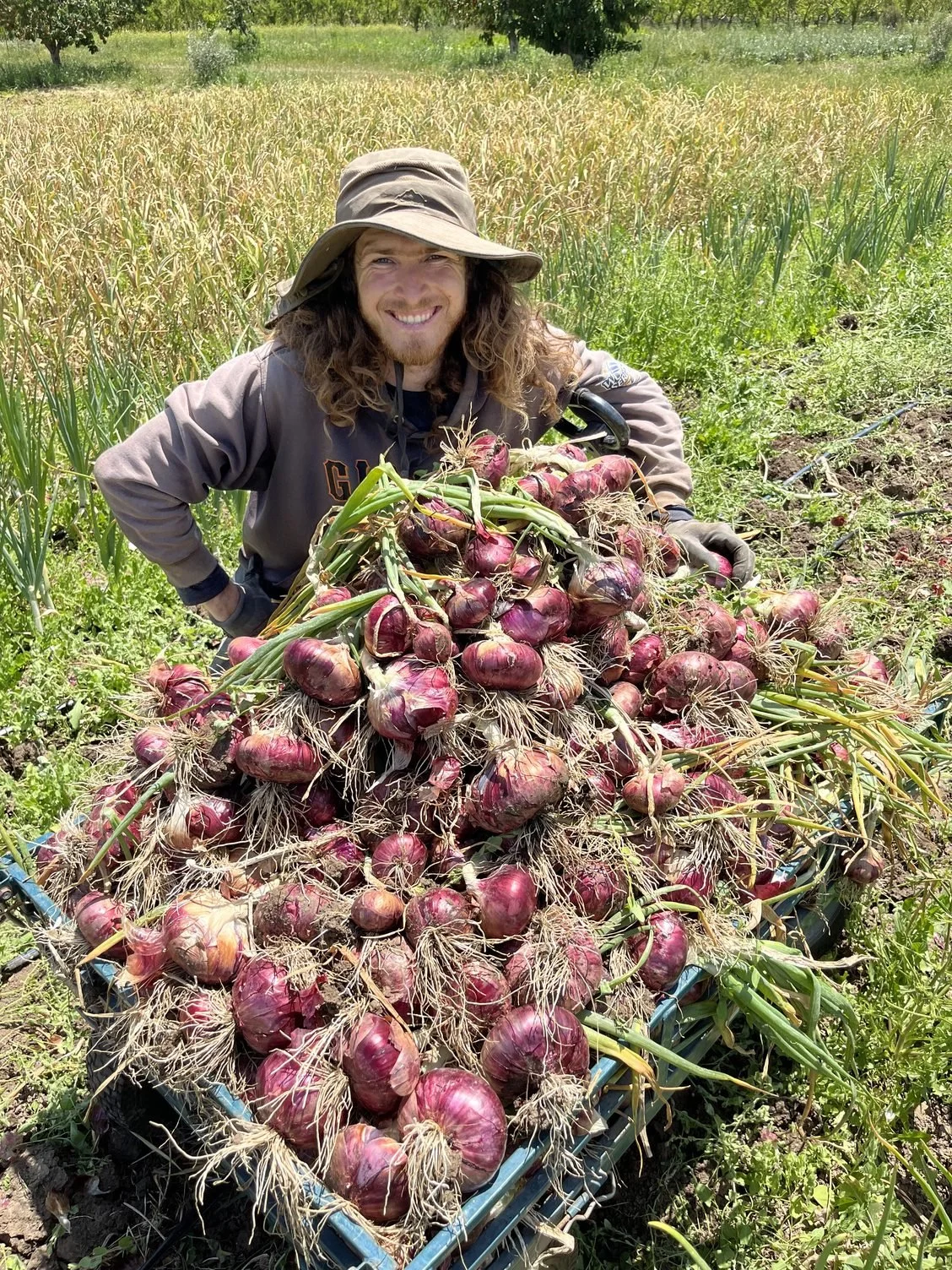 Harvesting onions, garlic and a little drizzle of rain
