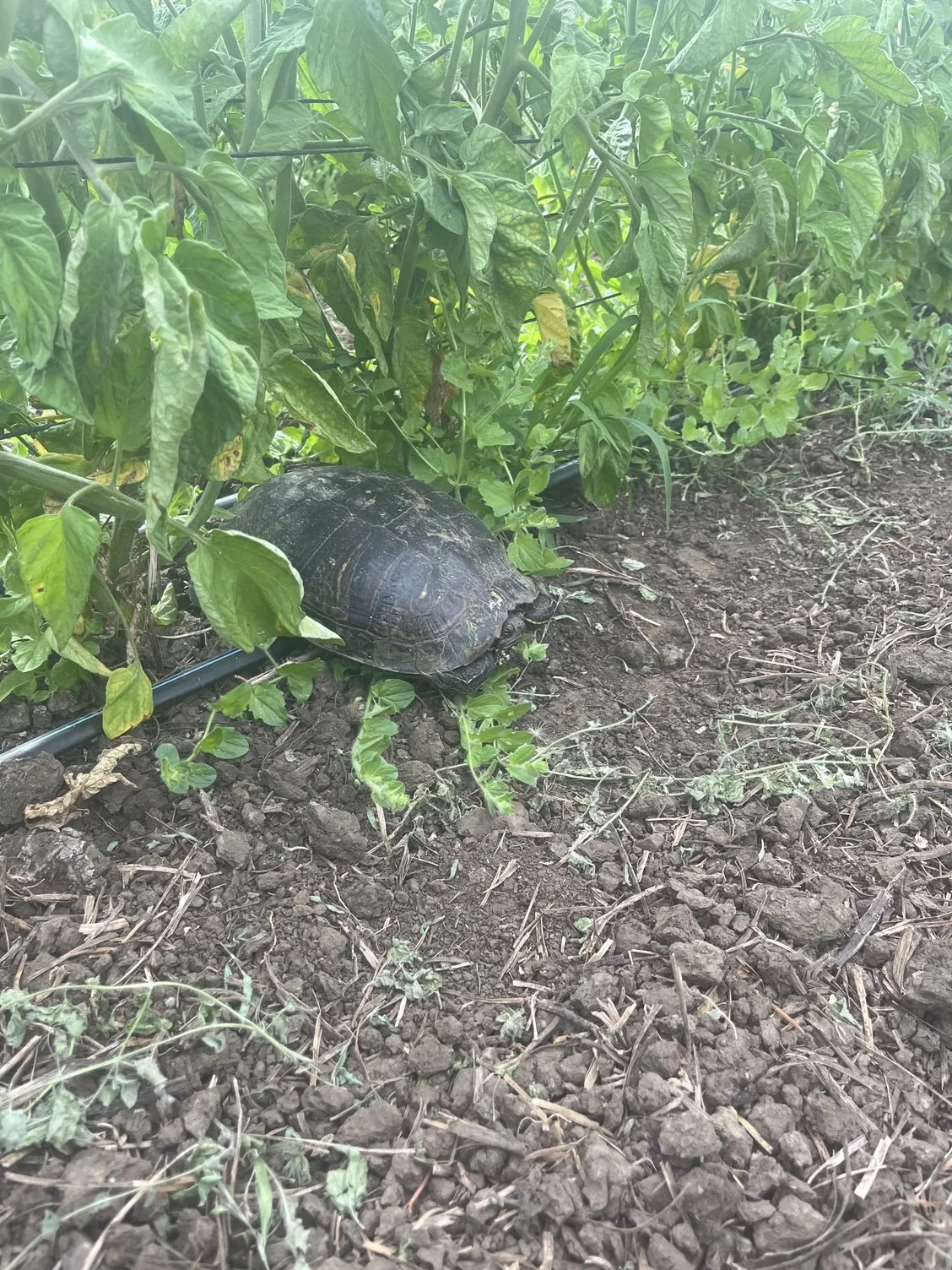Finding a turtle in the tomatoes