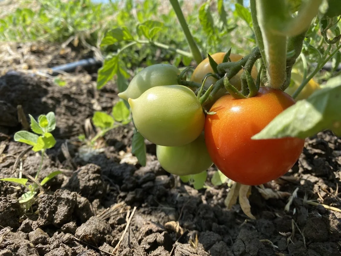 Tomatoes, Garlic  &amp; Summer Solstice