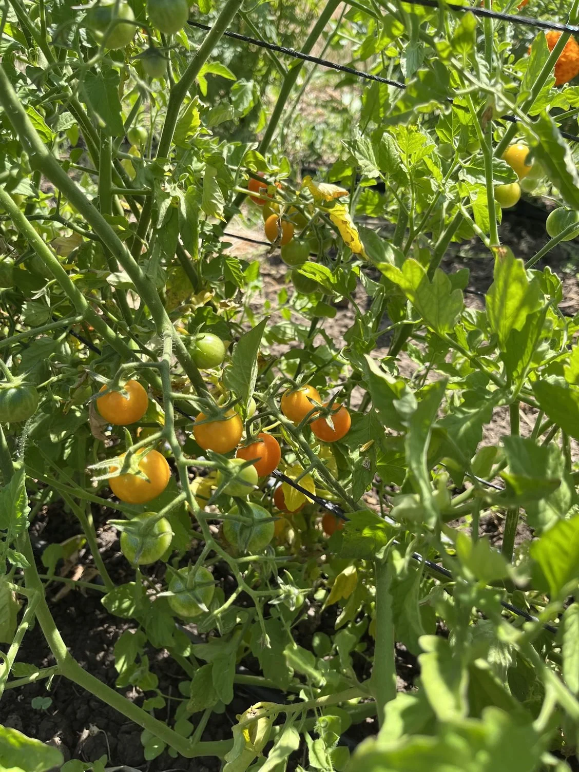 Upcoming heat wave and end of most spring veggies