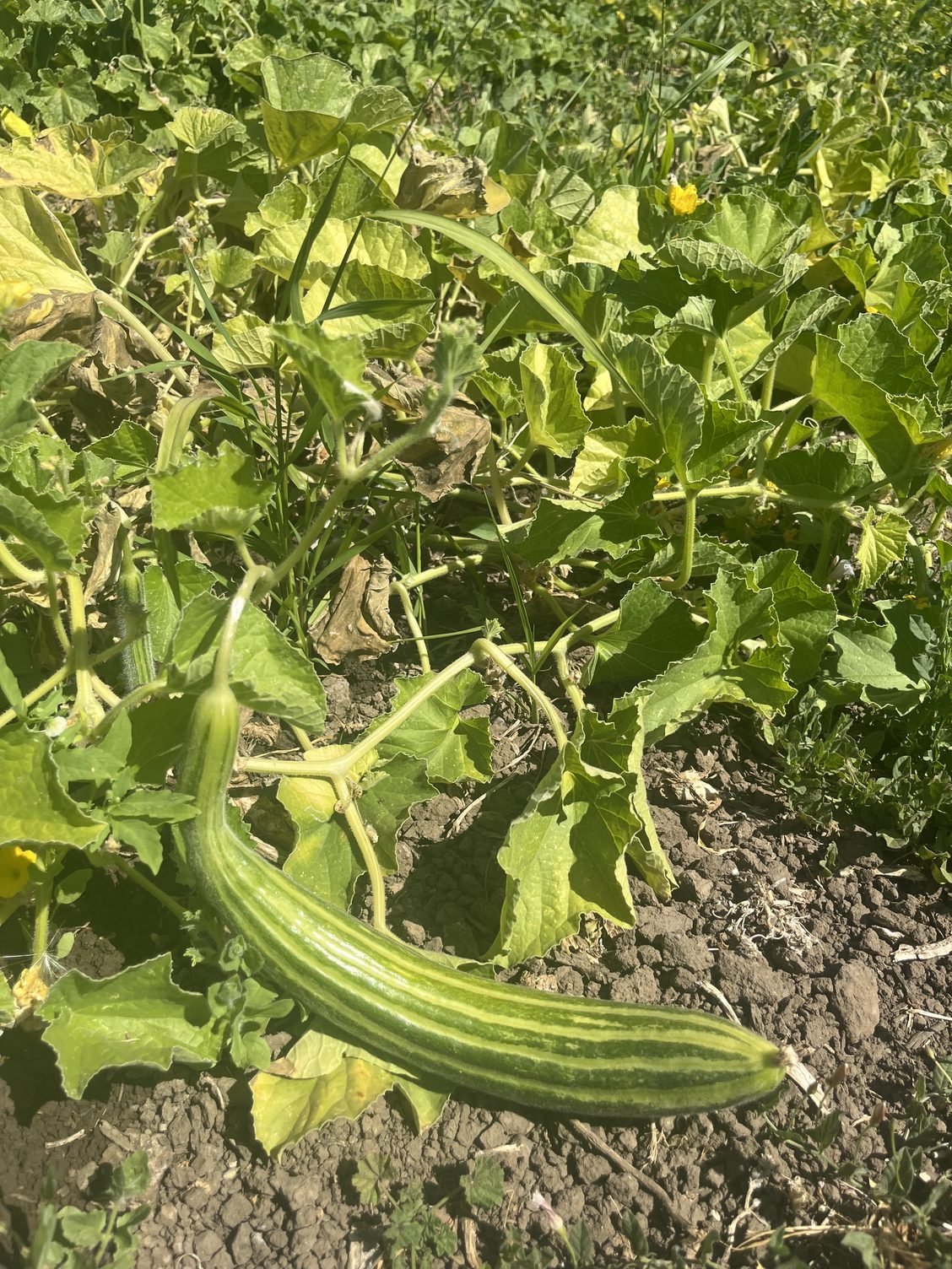 Thinking About Leafy Greens During The Heat Wave