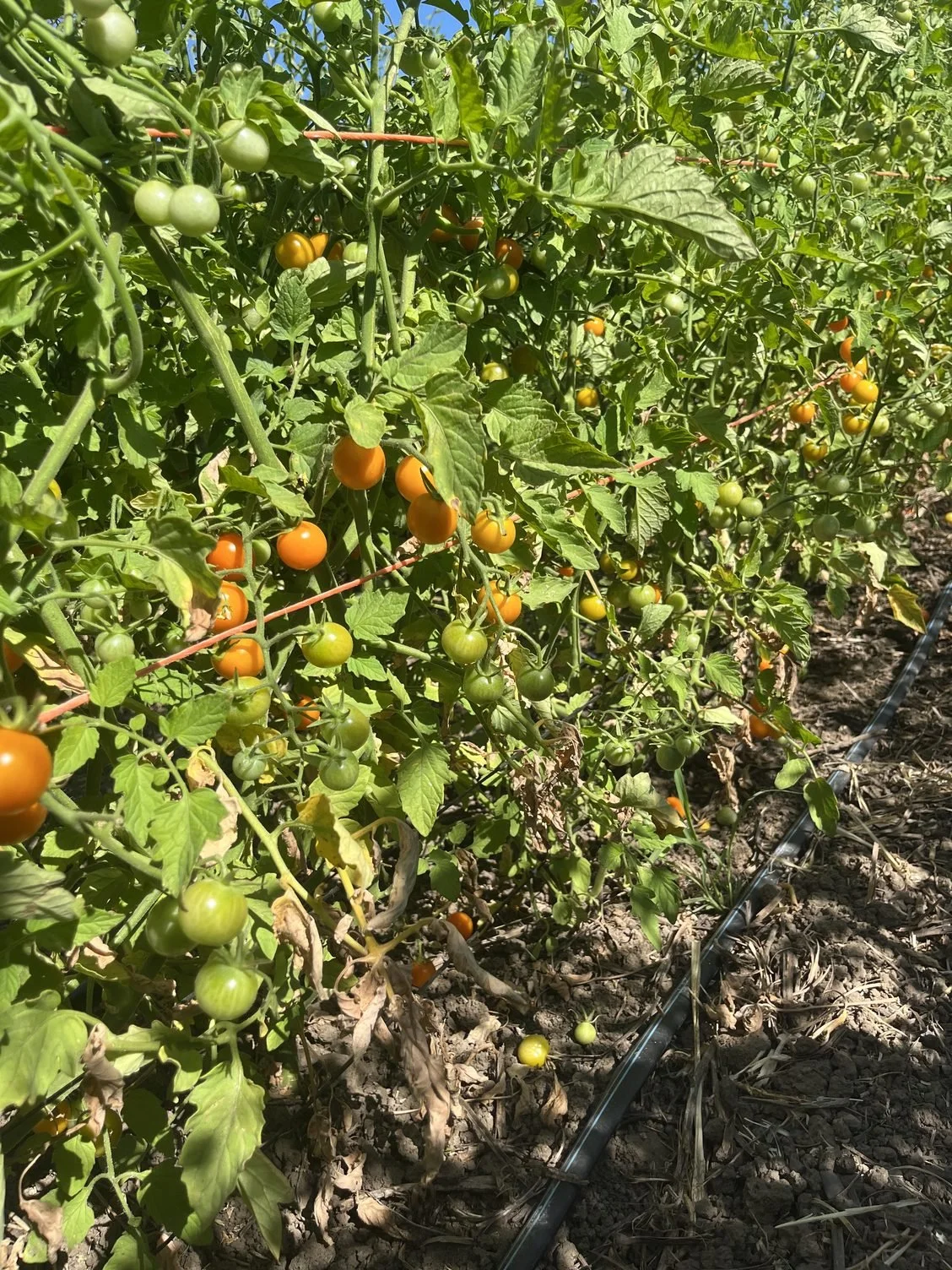 Ripening tomatoes and melons