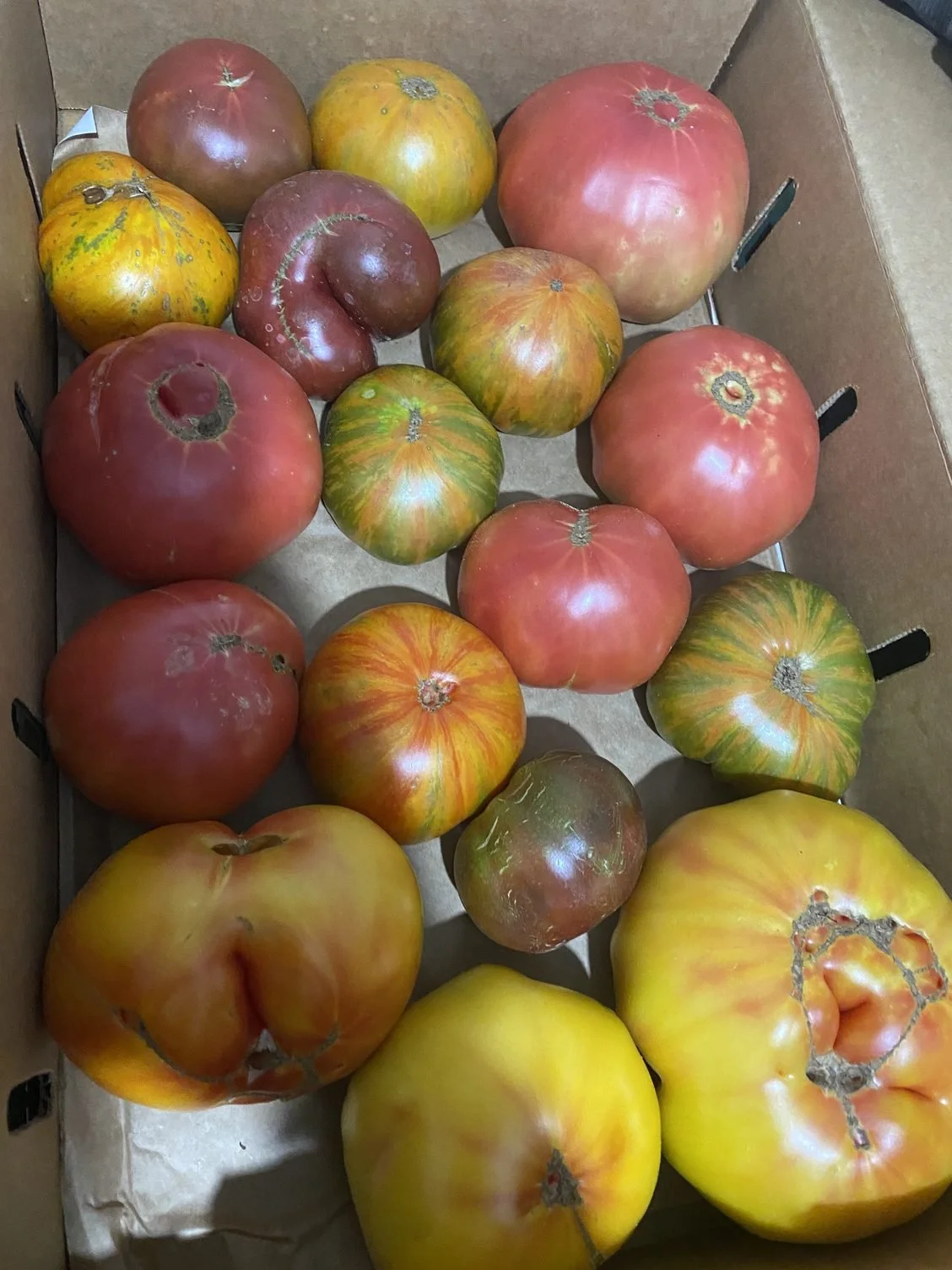 Heirloom tomatoes coming in plus lots of cherry tomatoes