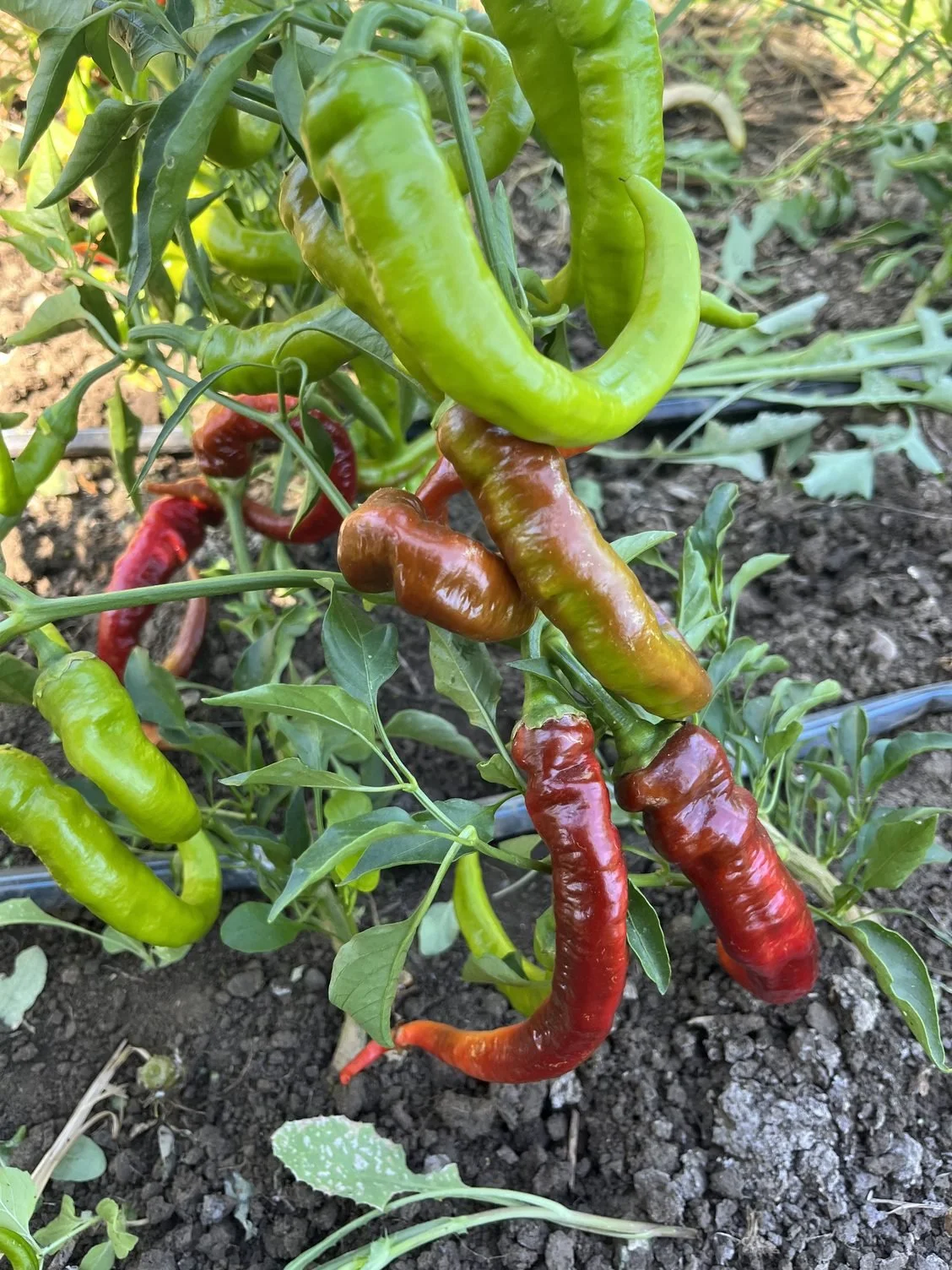 Summer veggies ripening faster in the heat