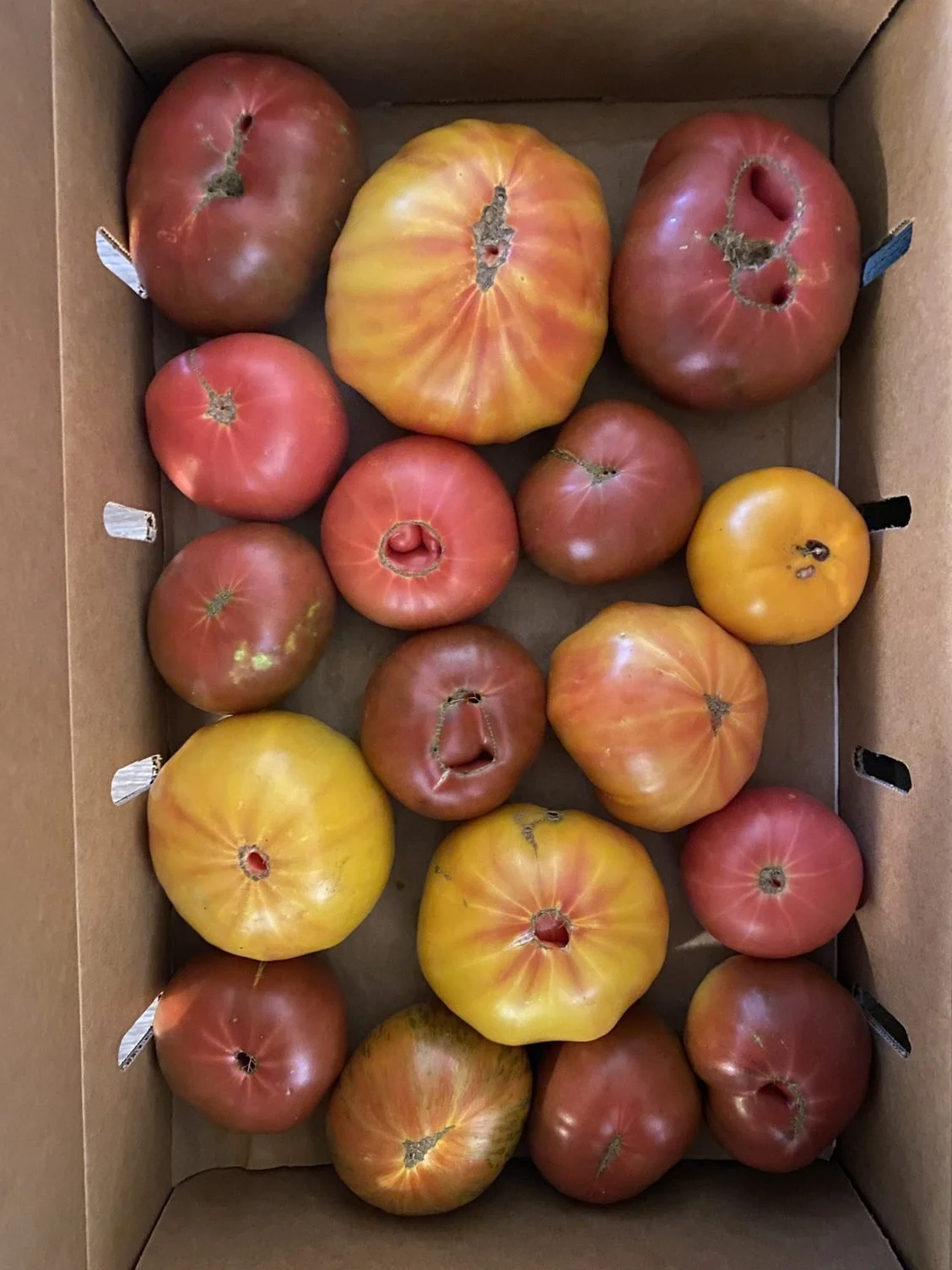 Tomatoes, tomatoes and more tomatoes