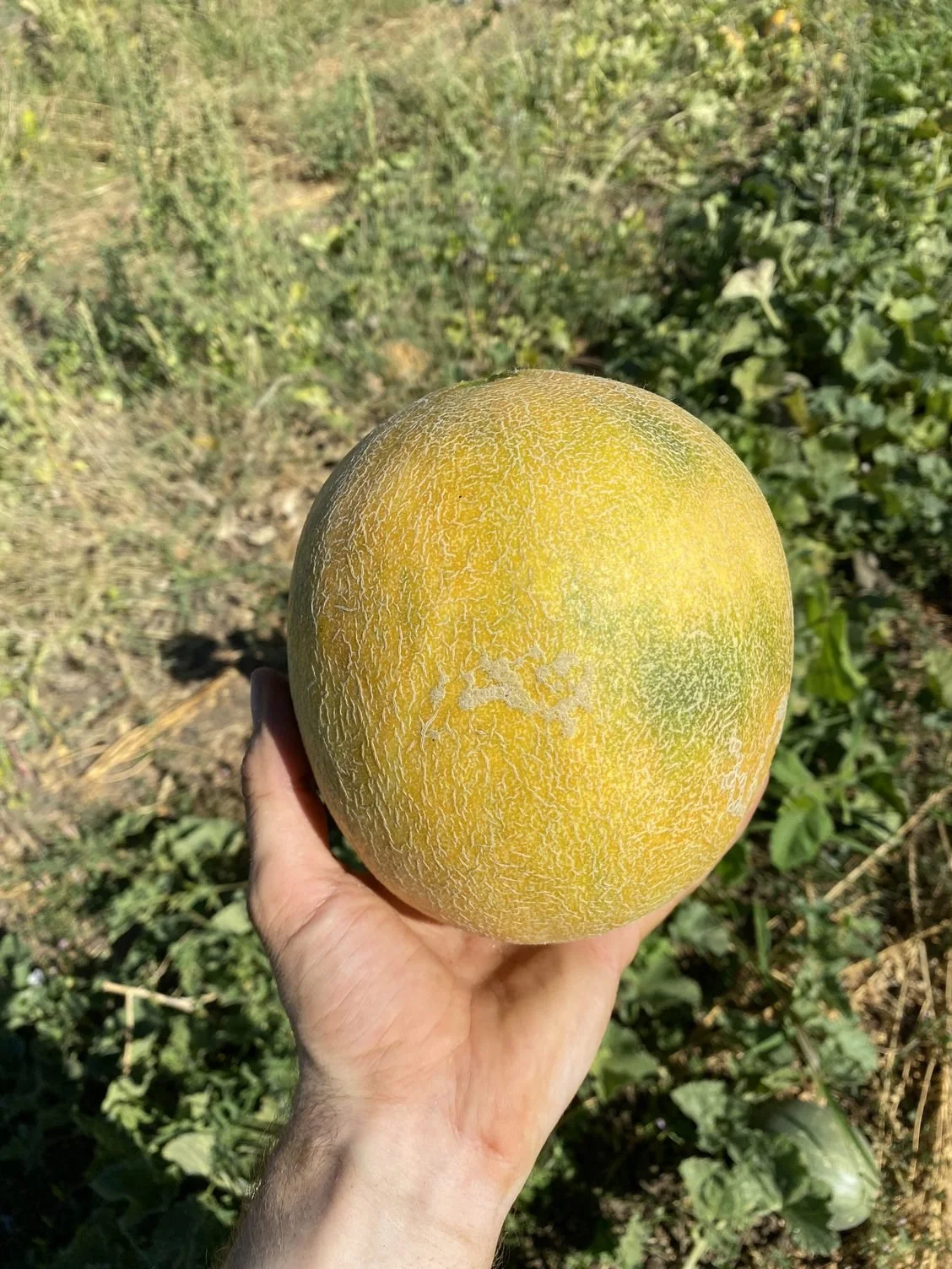 A new melon variety and new planting of cukes