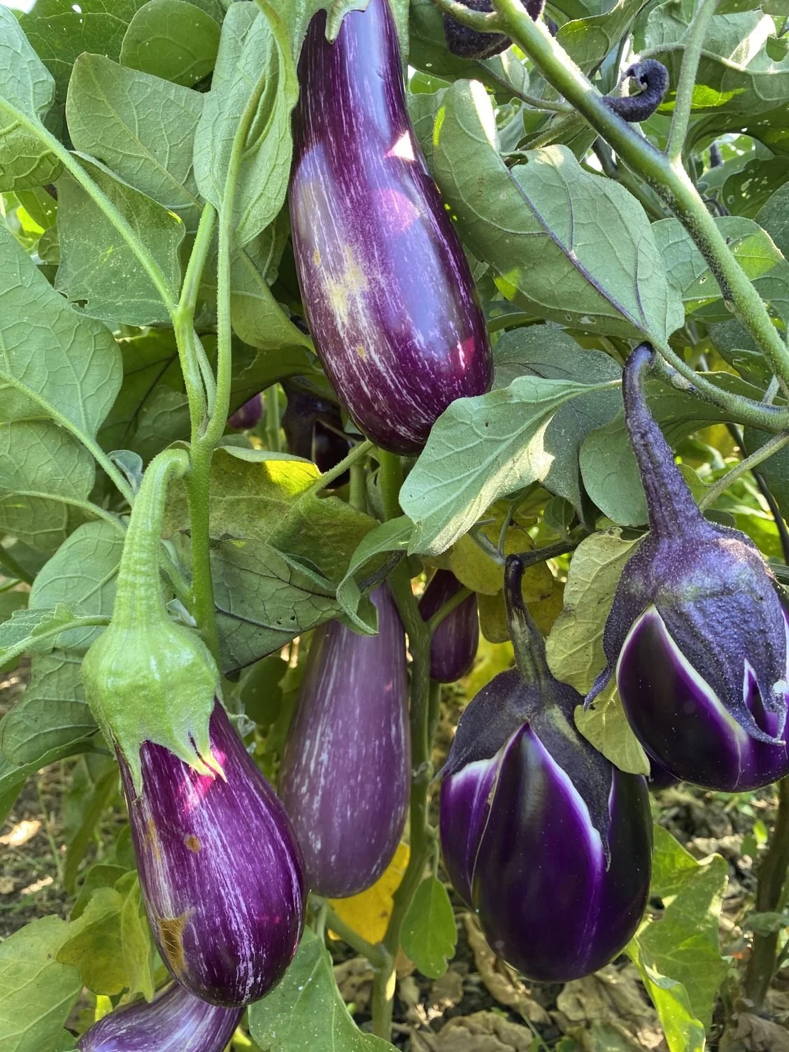 The eggplant is finally coming in plus weird weather