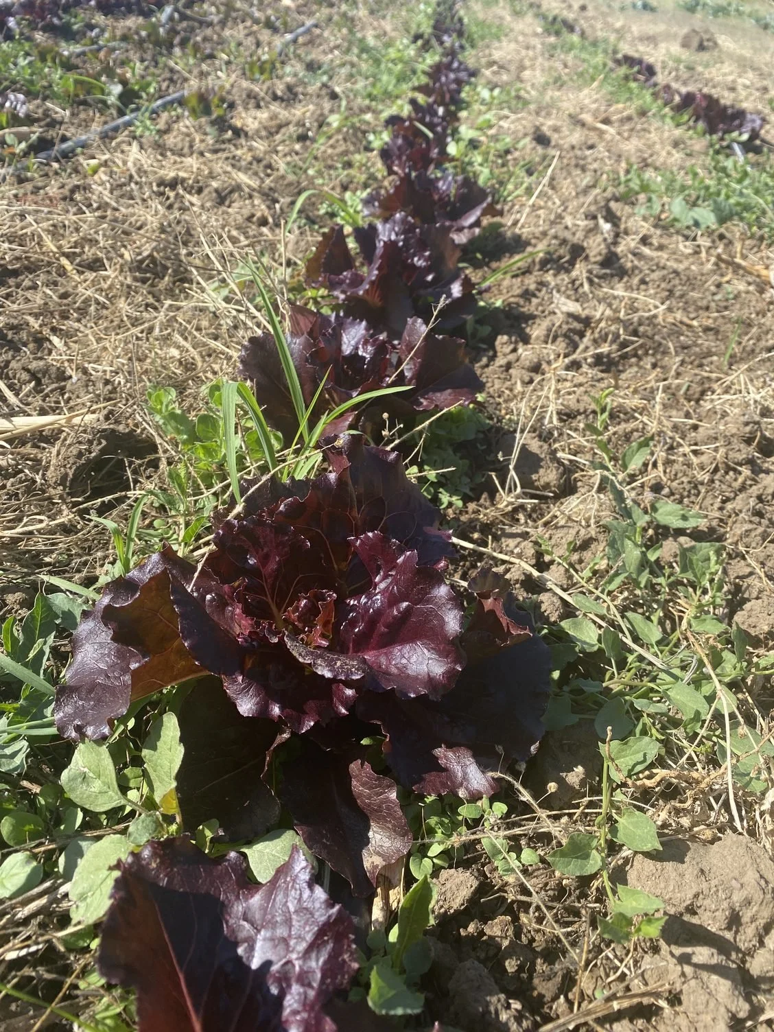 Fall Crops Enjoying The Cool Weather