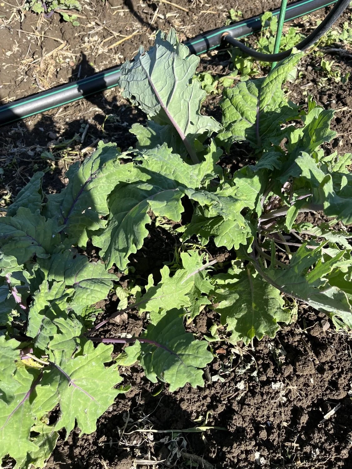 Planting &amp; Weeding for the Fall