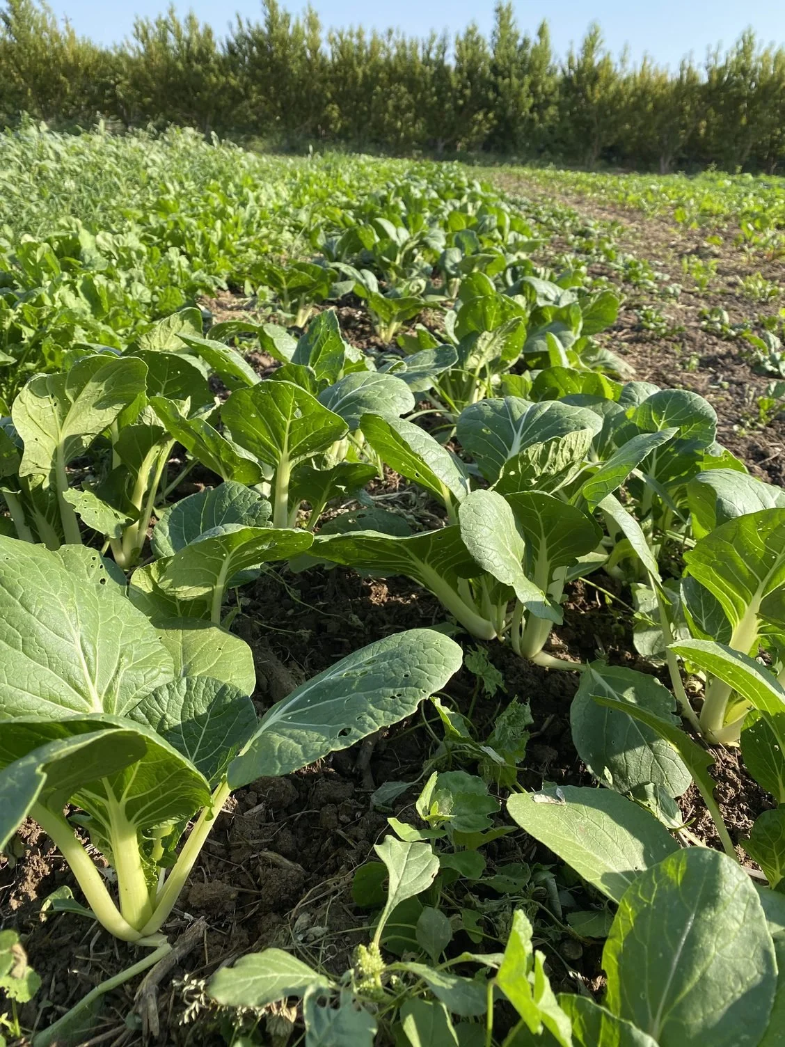 All the veggies are loving this weather