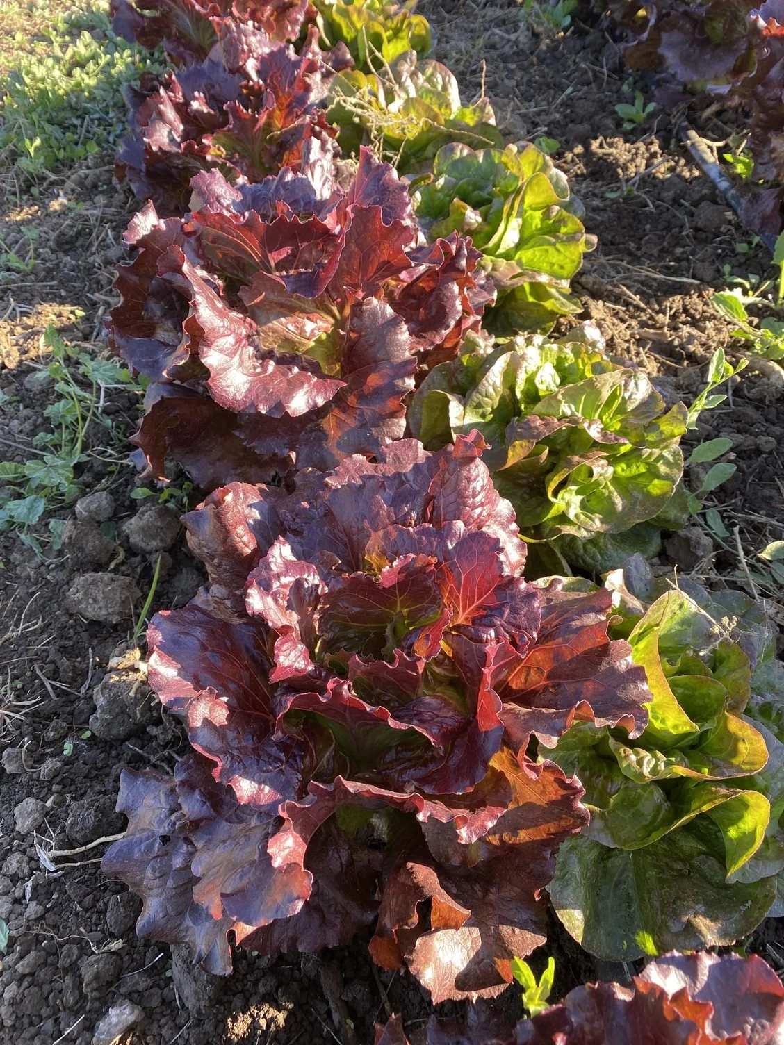 So Many Fall Veggies Ready to Harvest