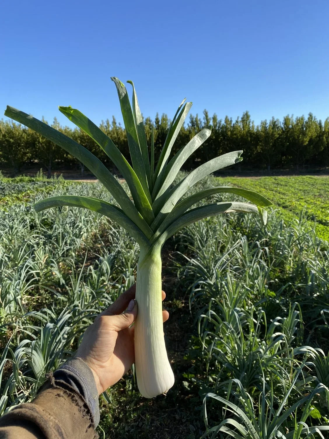 More fall veggies ready to harvest