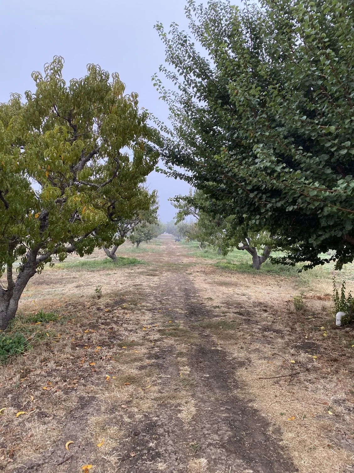 Rain on the farm and last tomatoes