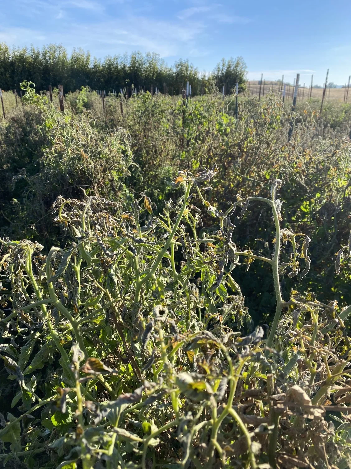 A cold snap and planting over 2,000 lettuce