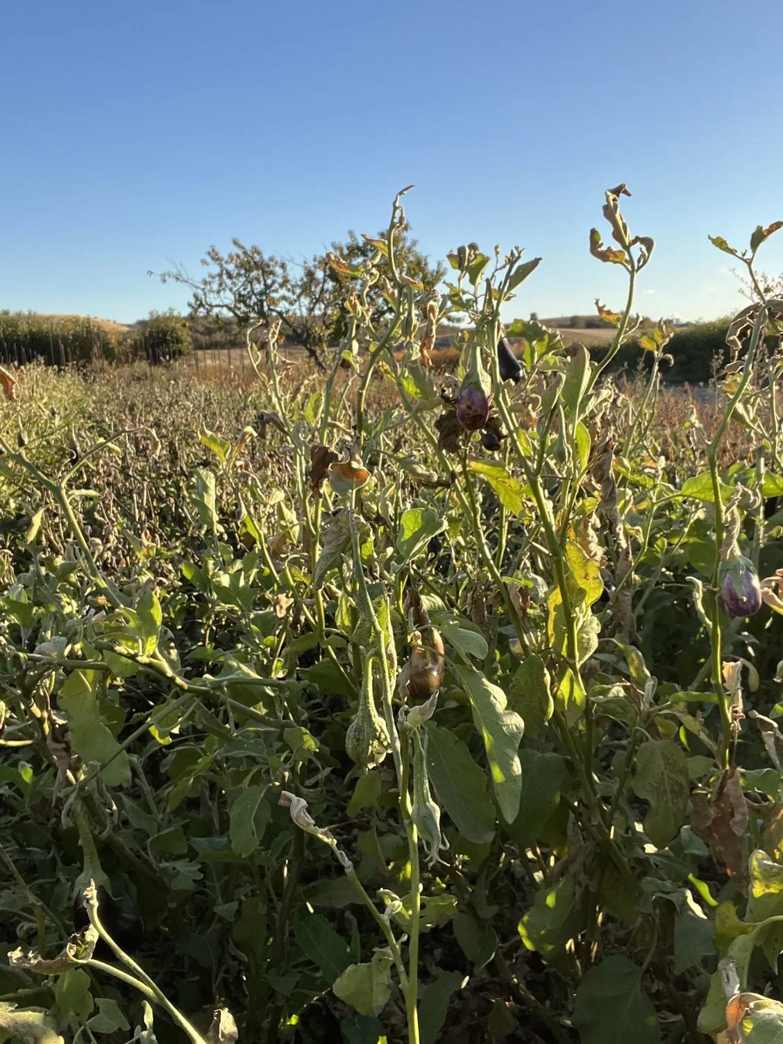 Starting to put summer crops     to bed