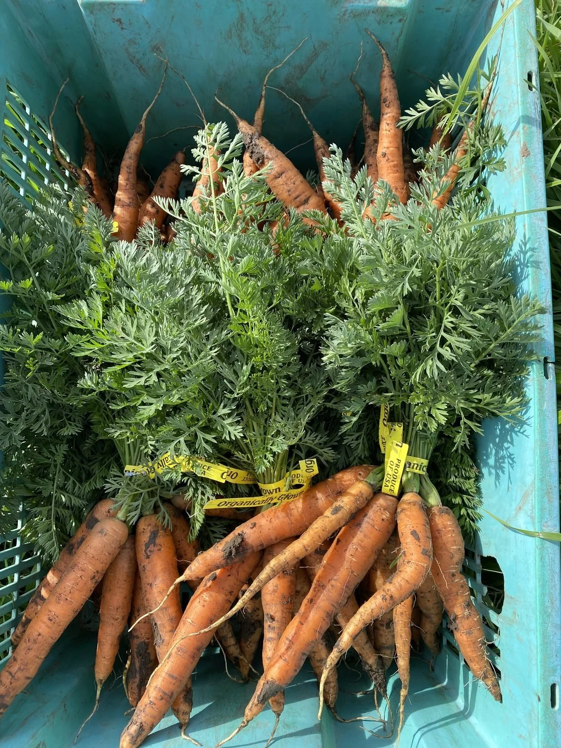 Carrots and planting cover crops