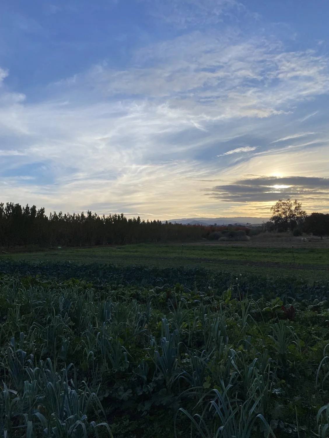 Rain &amp; scrumptious veggies for the holiday