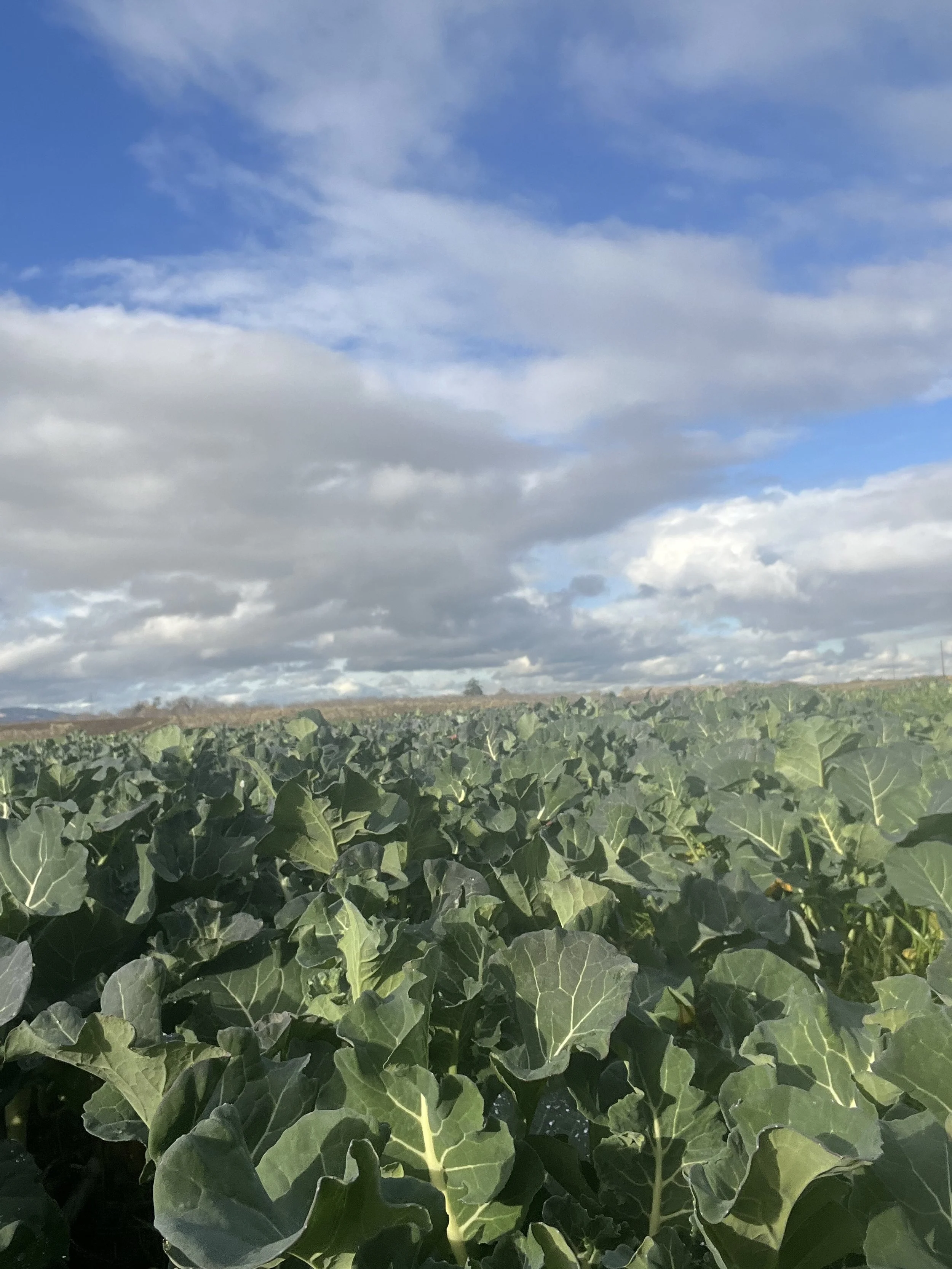 Rain, seeds and last markets of the year