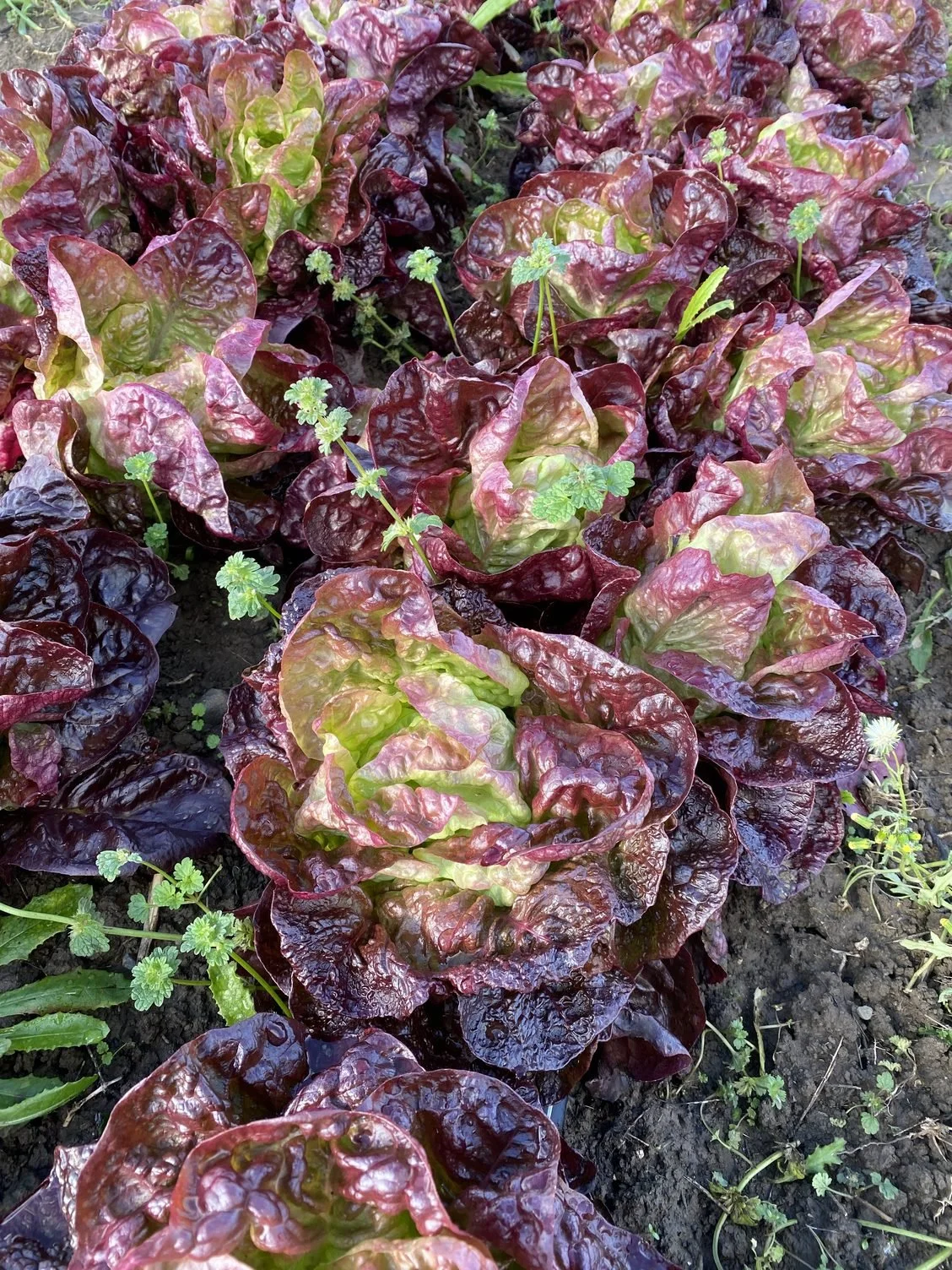 A rainy week nevertheless tomatoes seeded