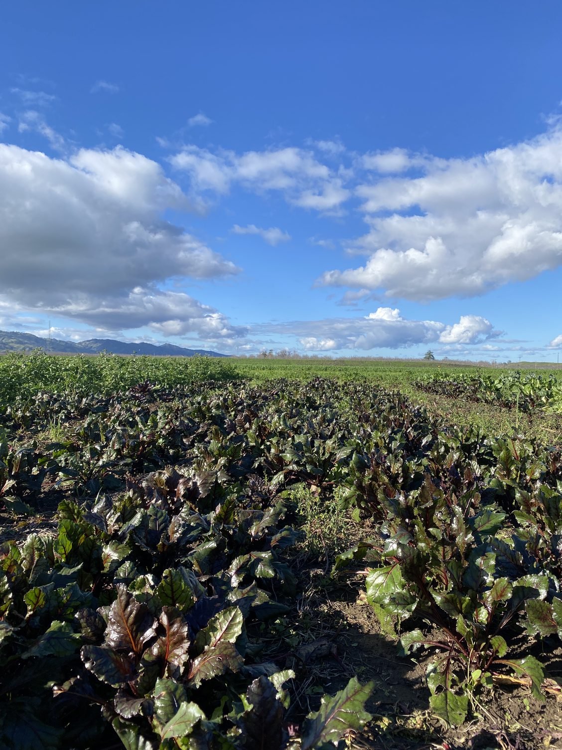 Seven inches of rain in one week