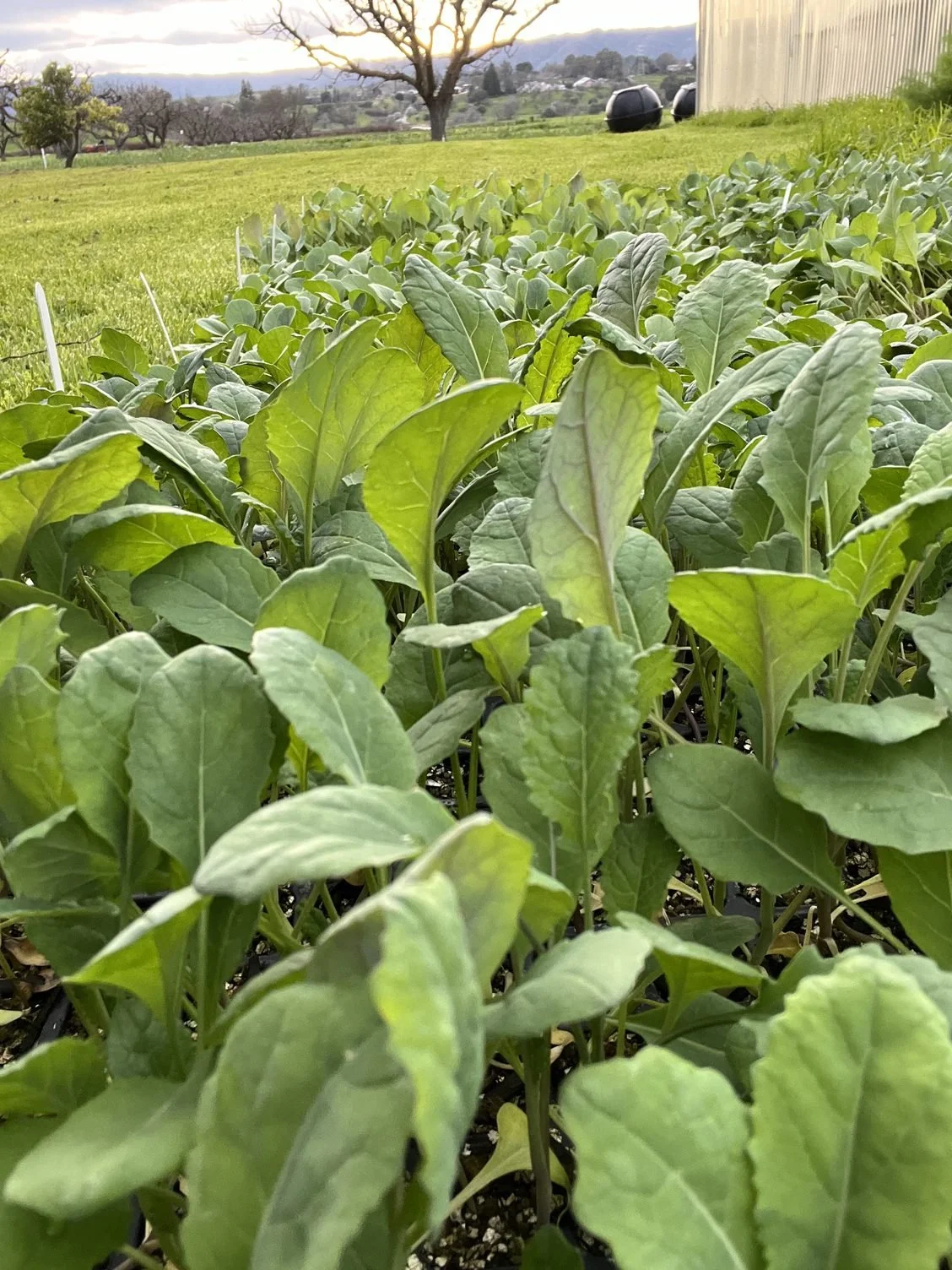 Planting before the rainstorm