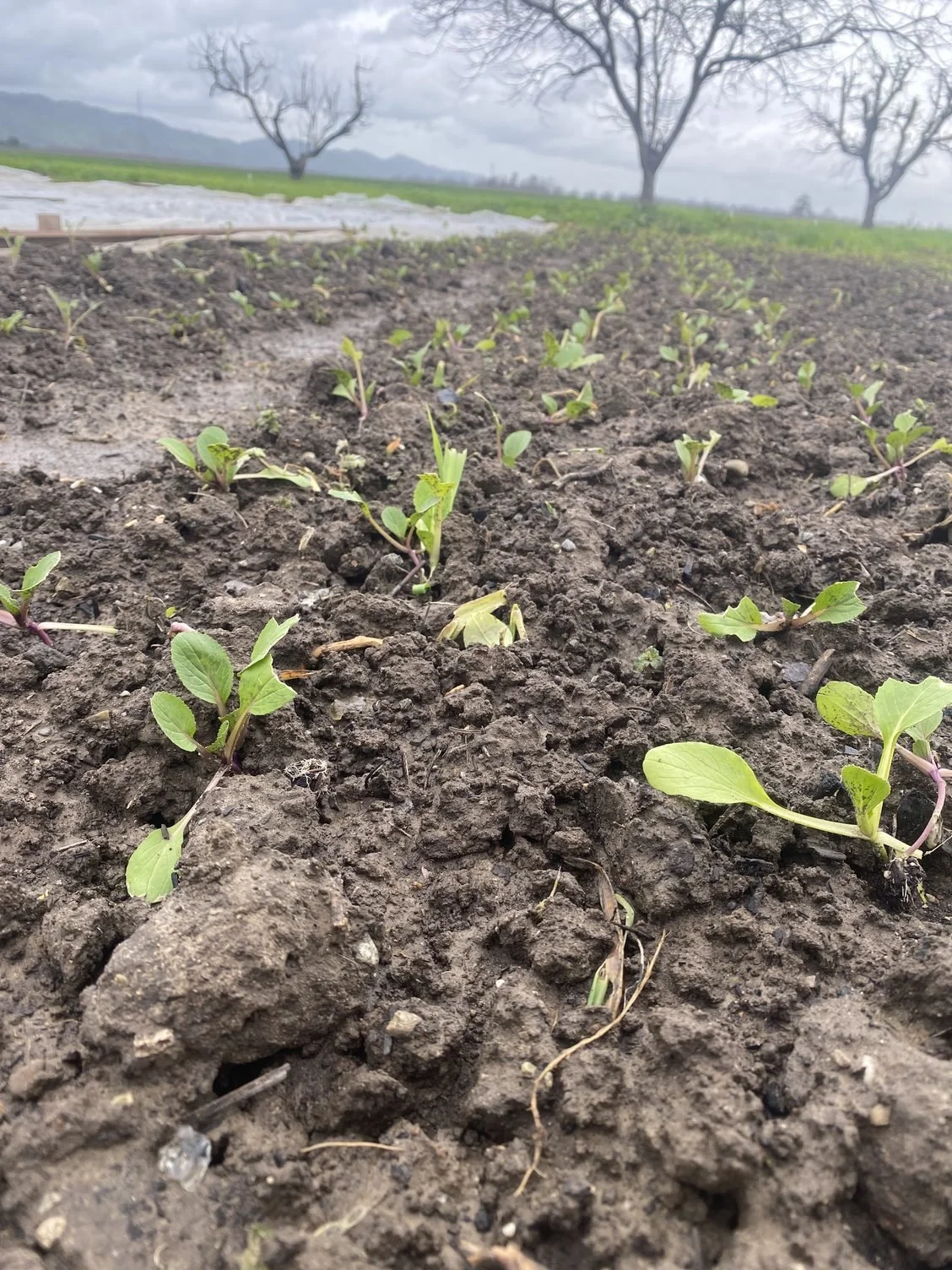 Rainsoaked plants and soil