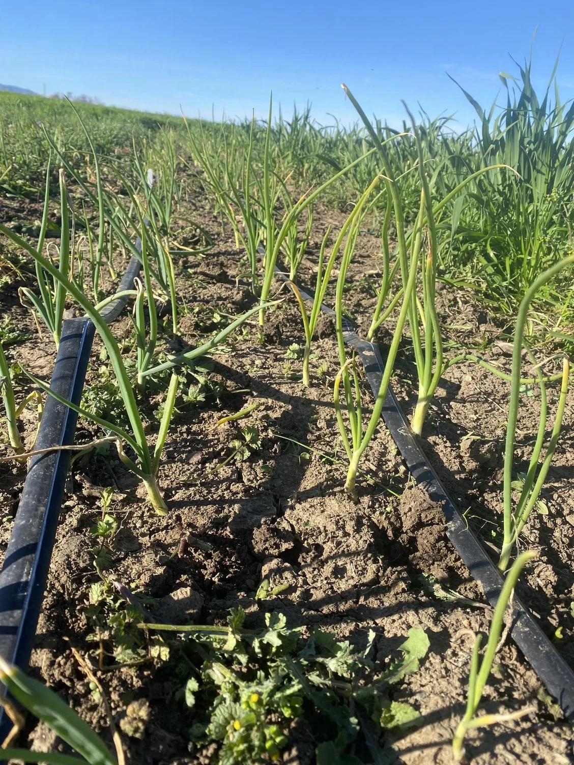 Sunny weather and an extra day